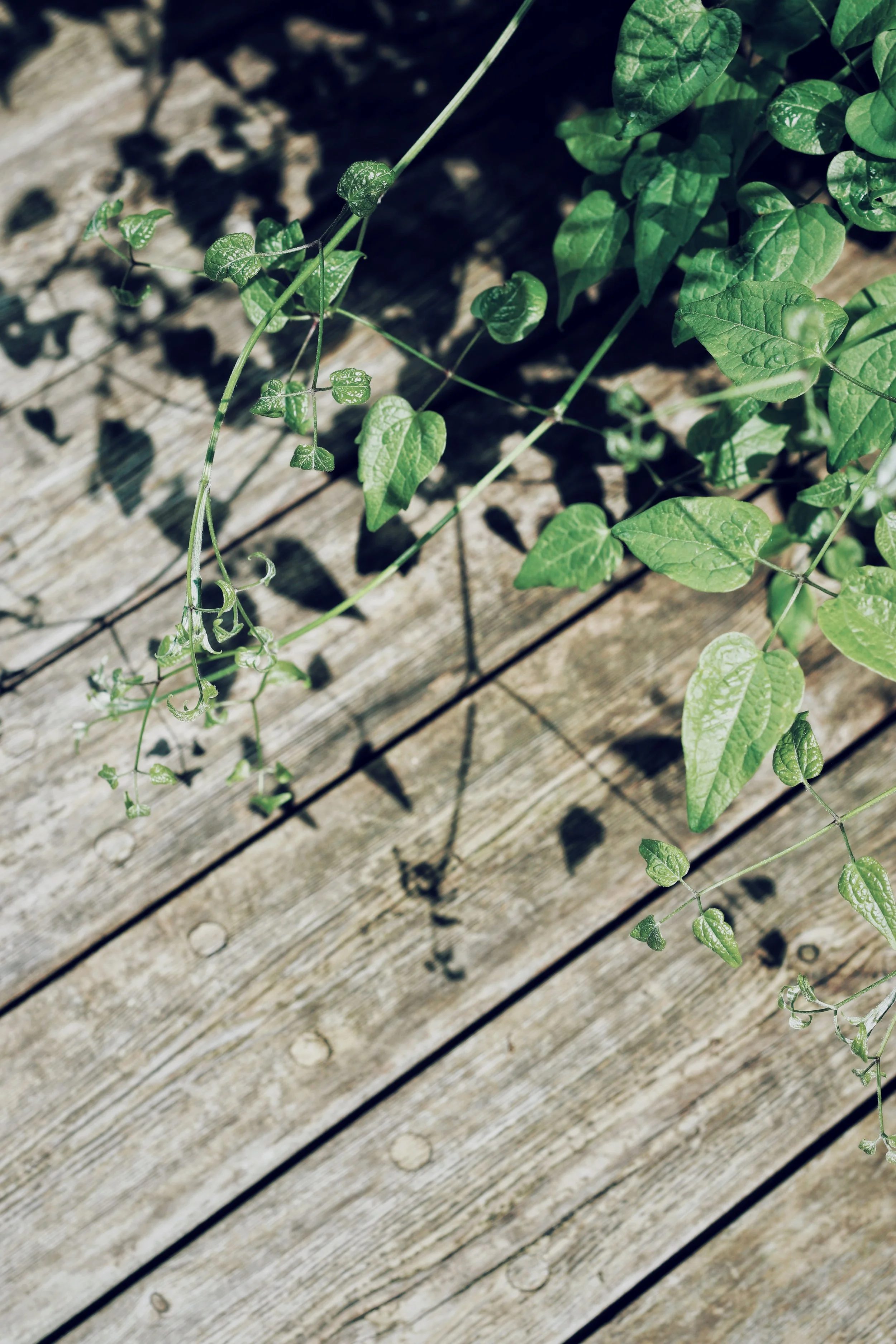 FullSizeRender_VSCO 39.JPG