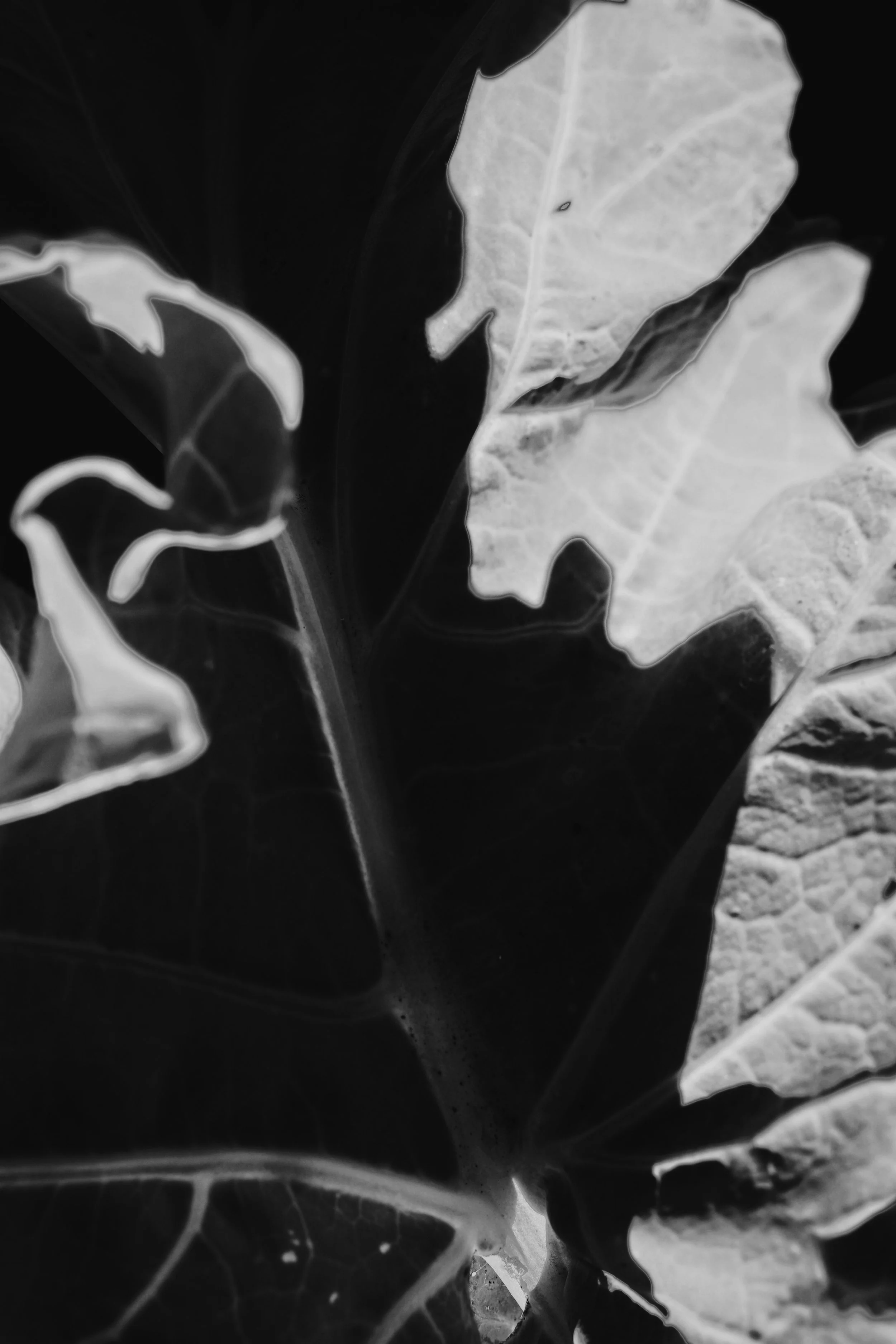 FullSizeRender_VSCO_VSCO 7.JPG