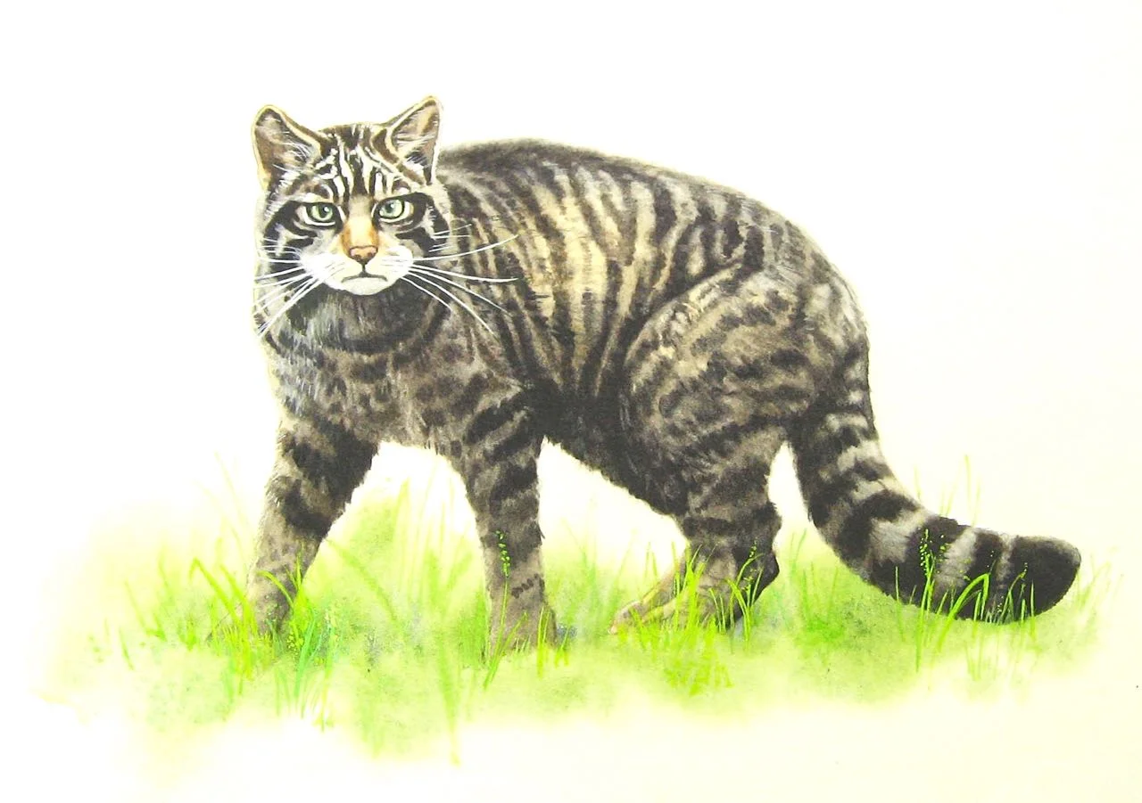 Scottish wildecat for S.N.H.