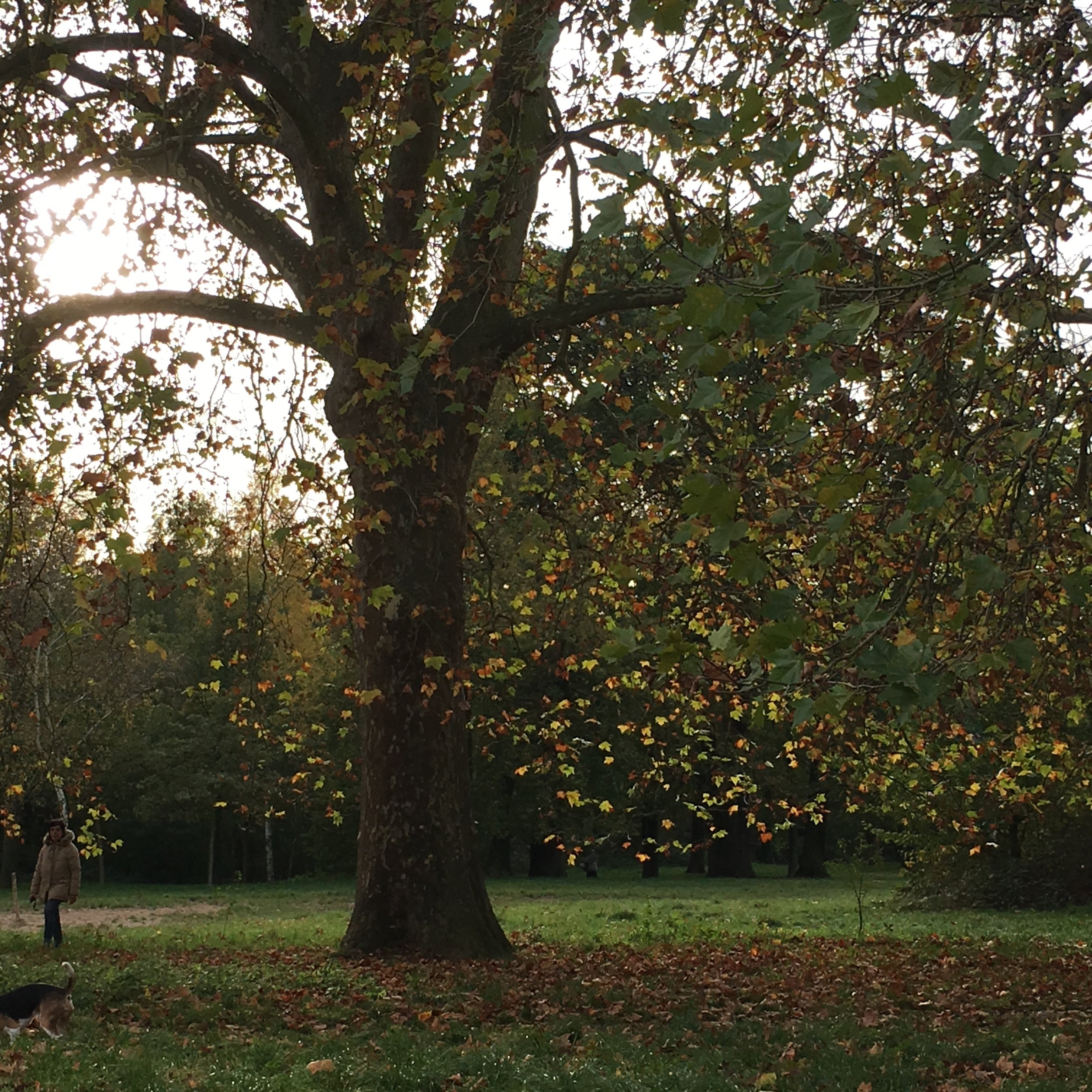La discipline comme ligne de force 