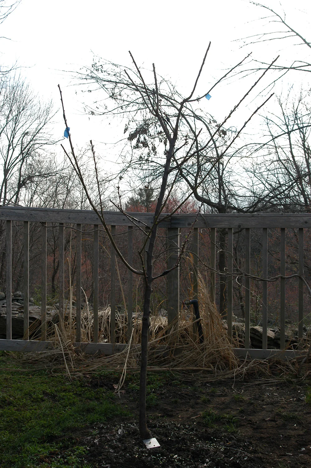 sam_van_aken_tree_71_sp_2012.jpg