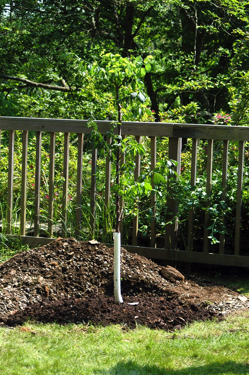 sam_van_aken_tree_71_sp_2011.jpg
