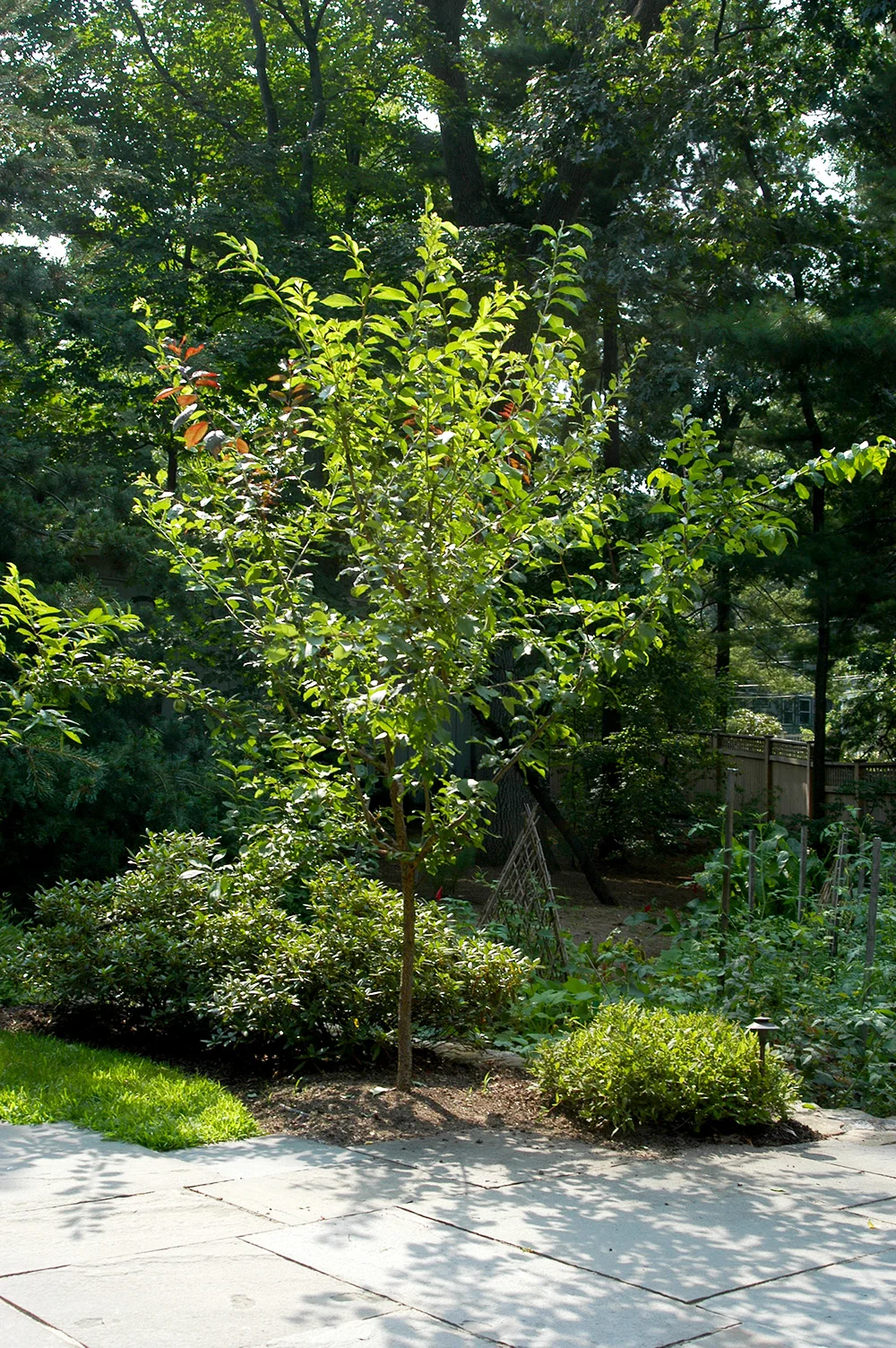 sam_van_aken_tree_39_sm_2013.jpg