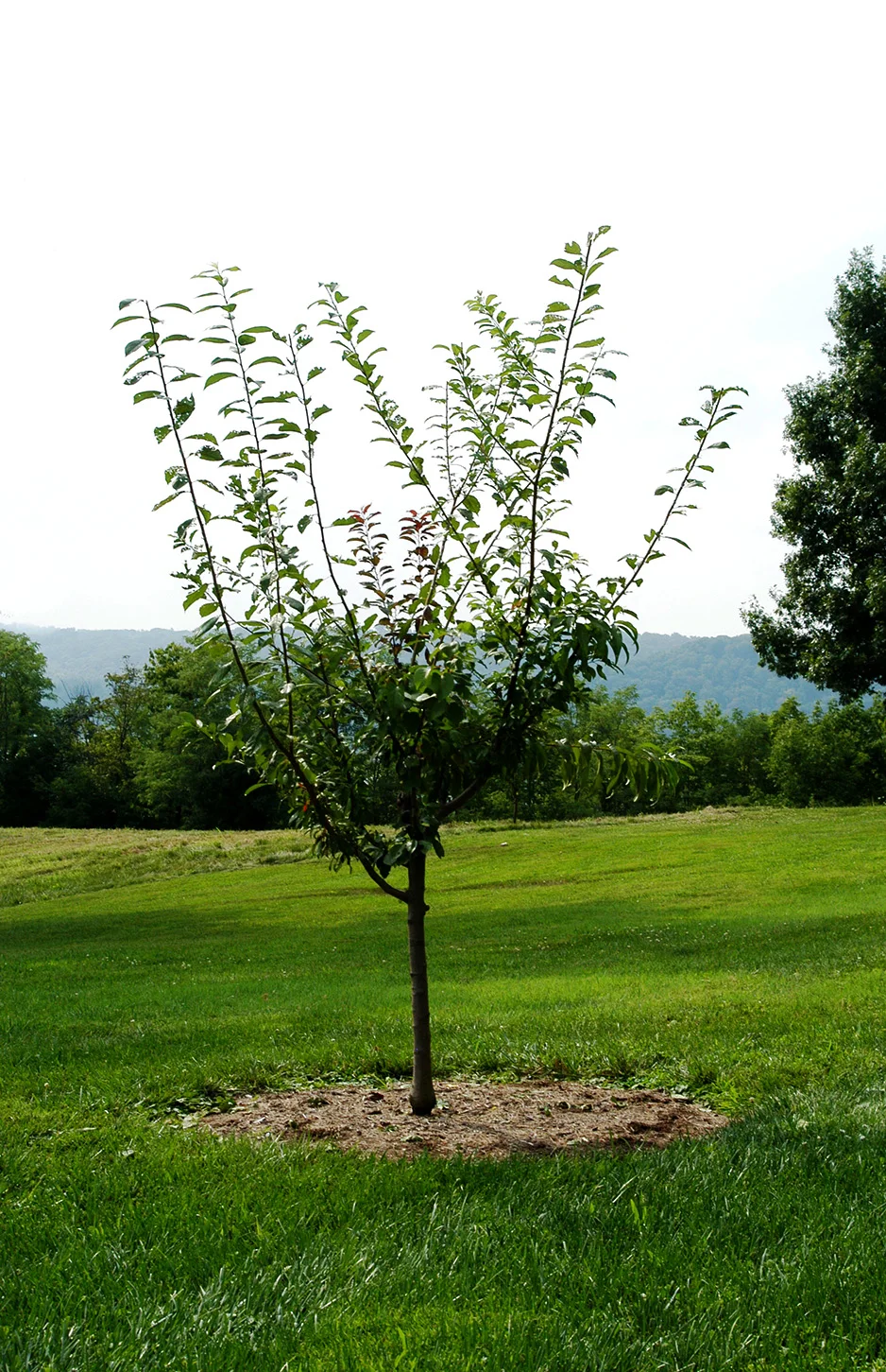 sam_van_aken_tree_38_sm_2013.jpg
