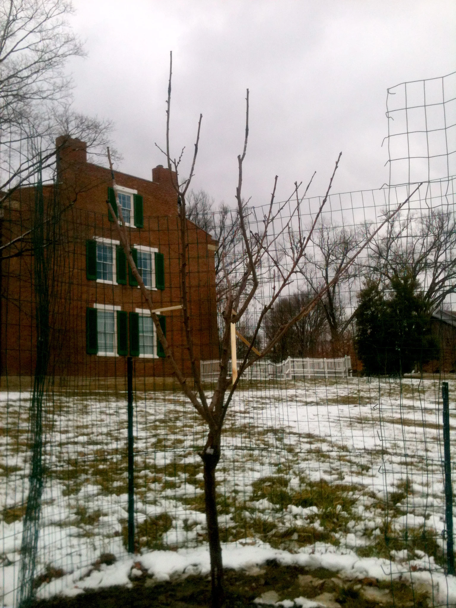 sam_van_aken_tree_69_sp_2013.jpg