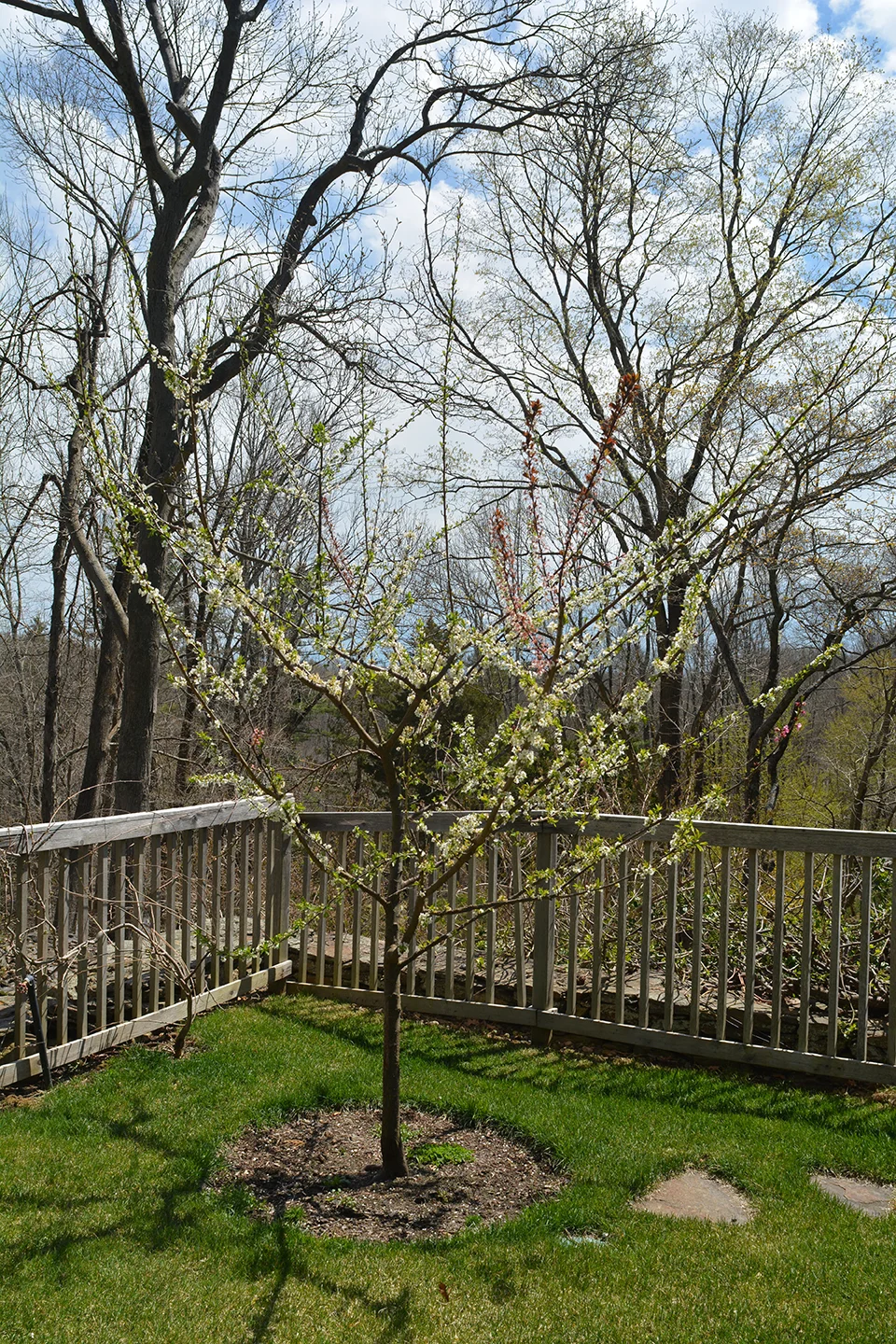 sam_van_aken_tree_71_sp_2014.jpg