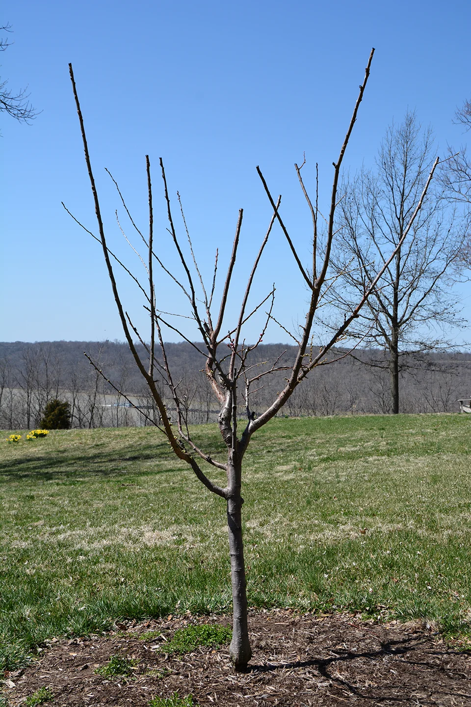 sam_van_aken_tree_38_sp_2014.jpg