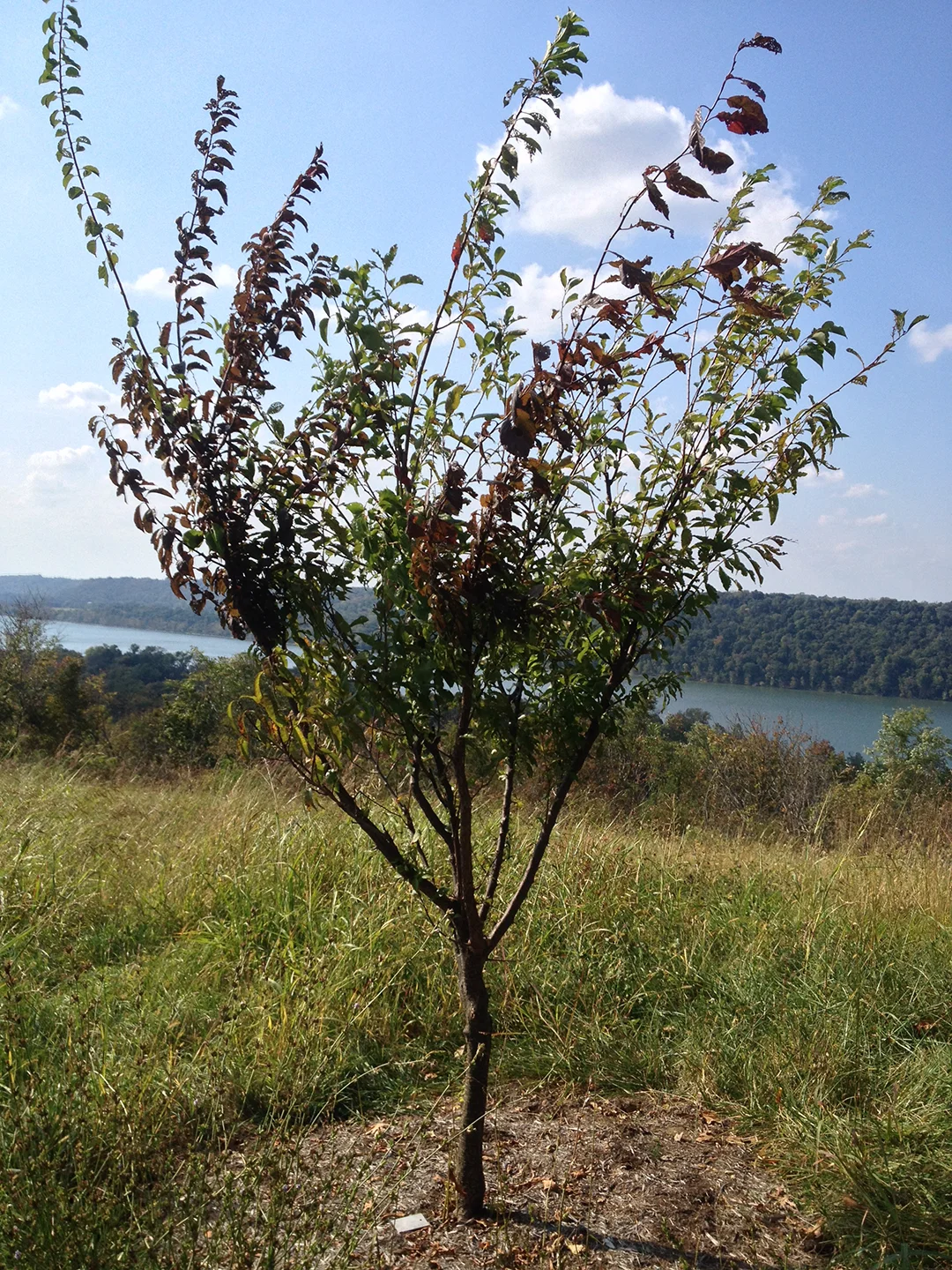 sam_van_aken_tree_69_sm_2014.jpg