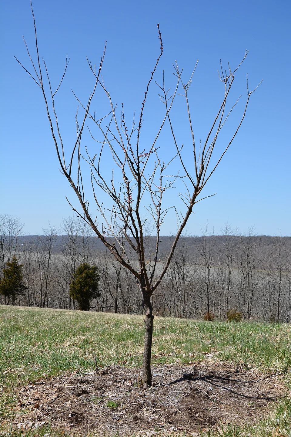 sam_van_aken_tree_69_sp_2014.jpg