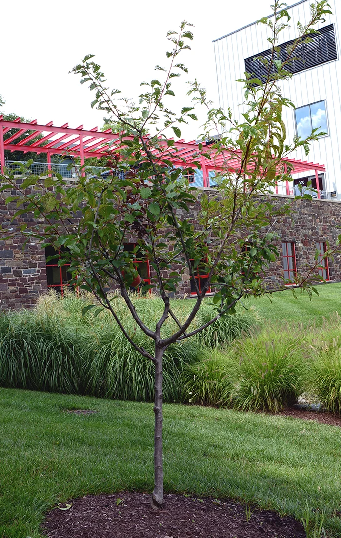 sam_van_aken_tree_40_sm_2014.jpg