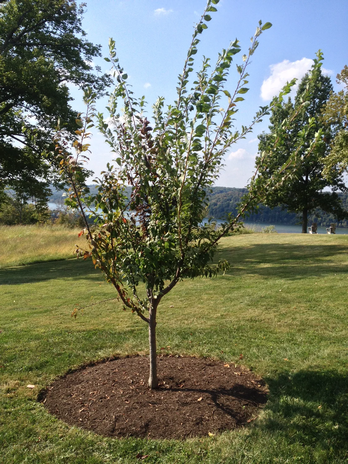 tree_38_2014sm.jpg