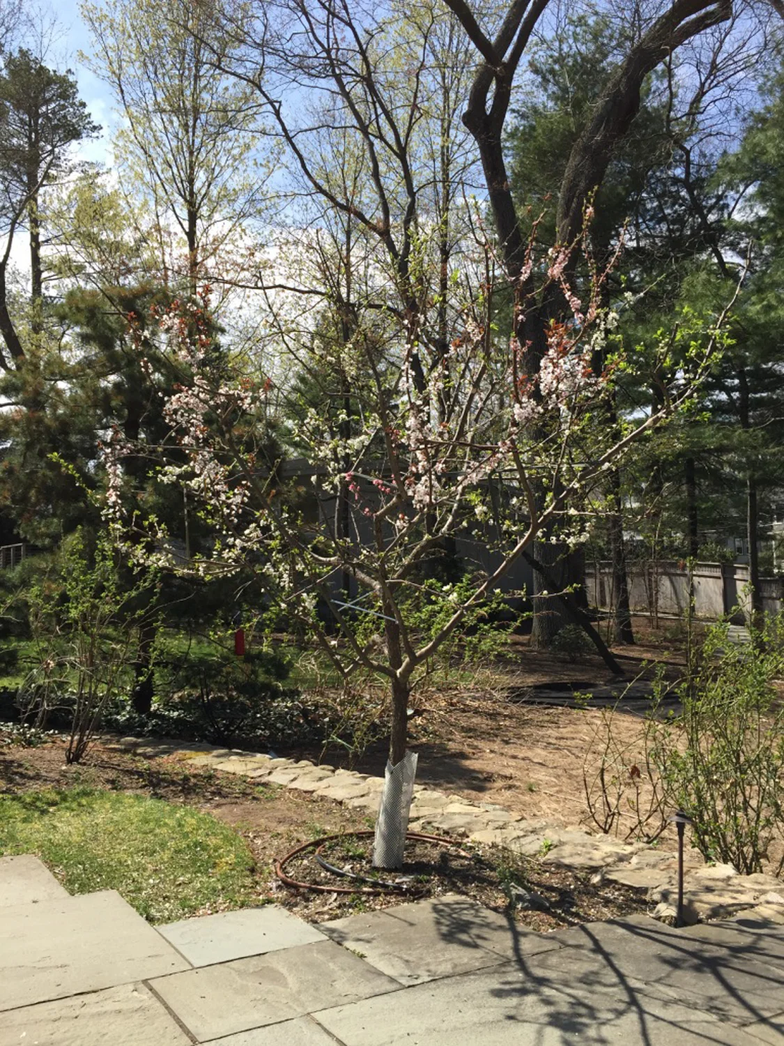 tree_39_2017spr.jpg