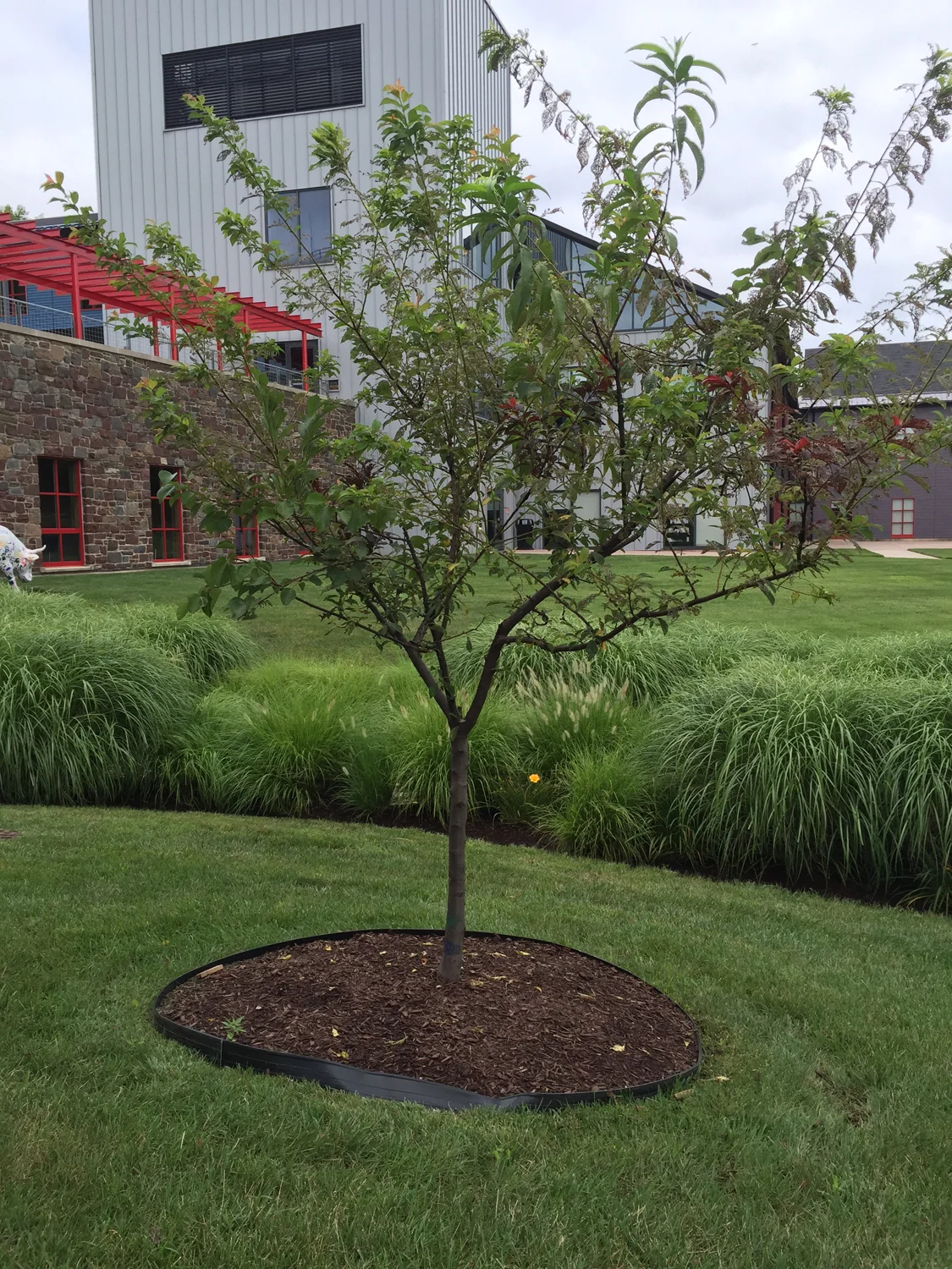 tree_46_2017sm.jpg