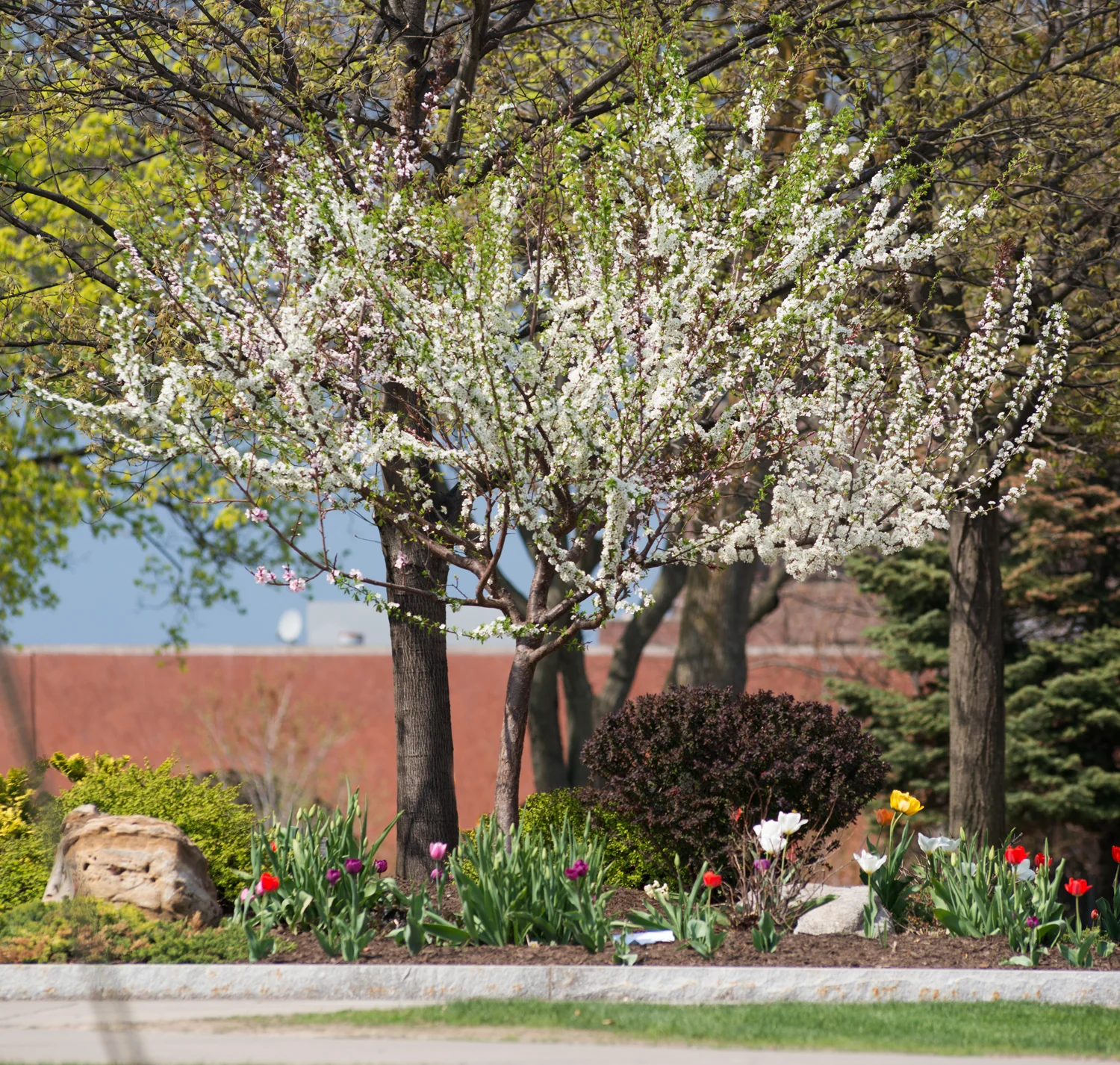 tree_75_2015spr1.jpg