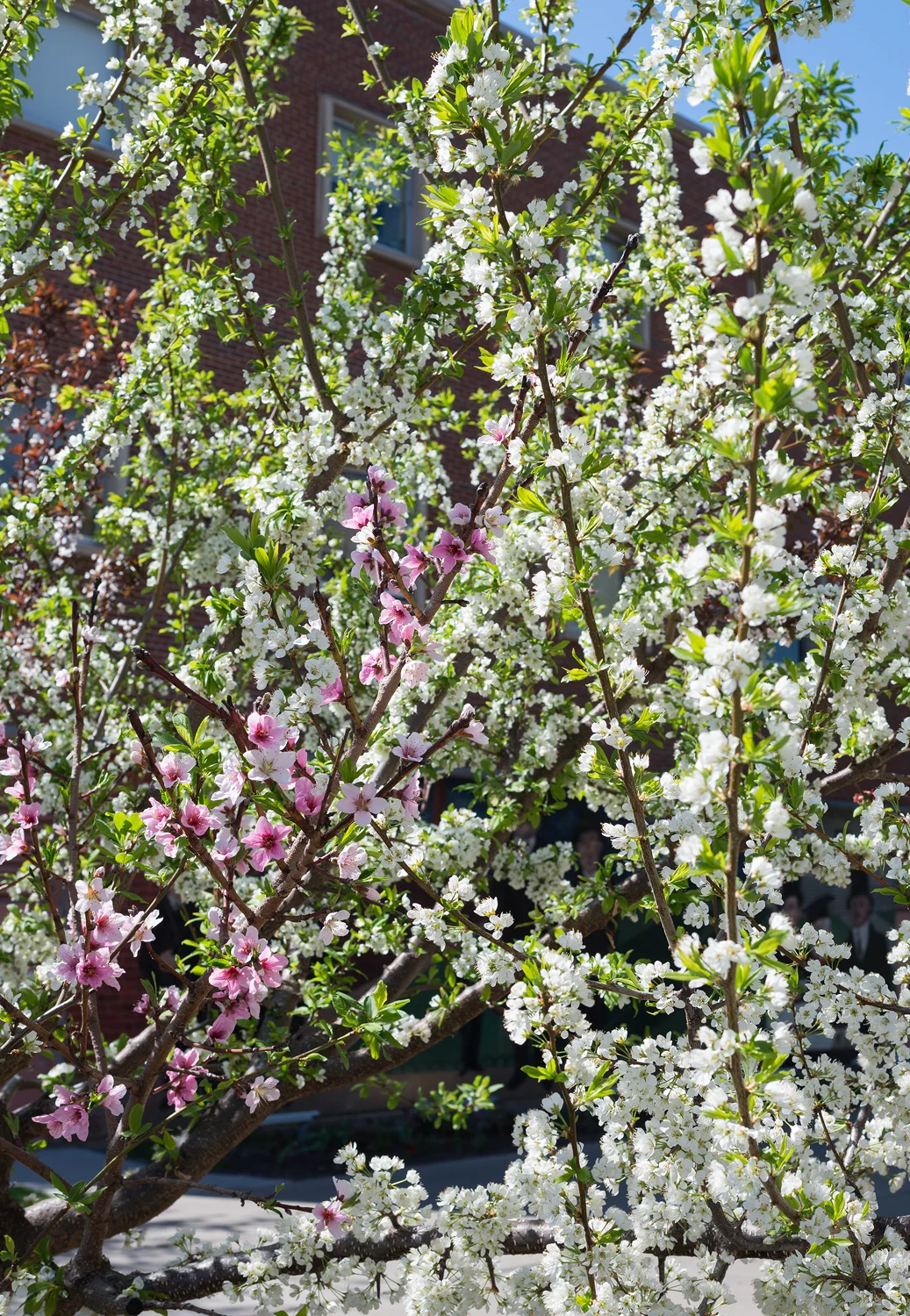 tree_75_2015spr3.jpg