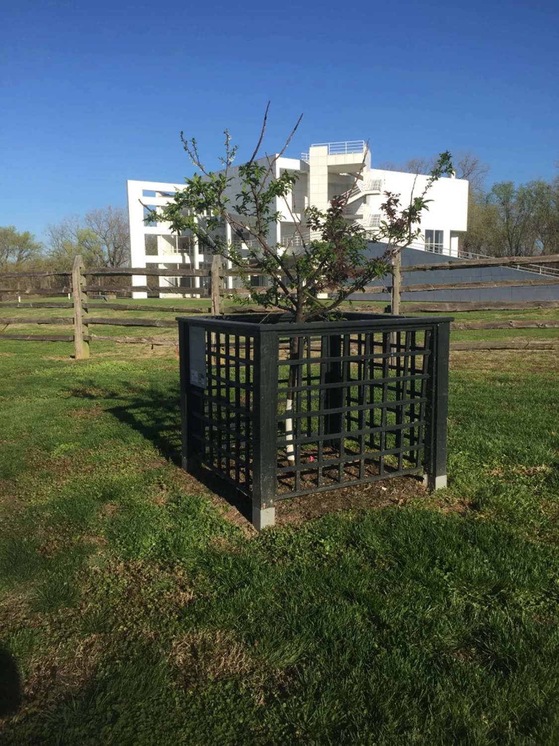 tree_105_106.jpg