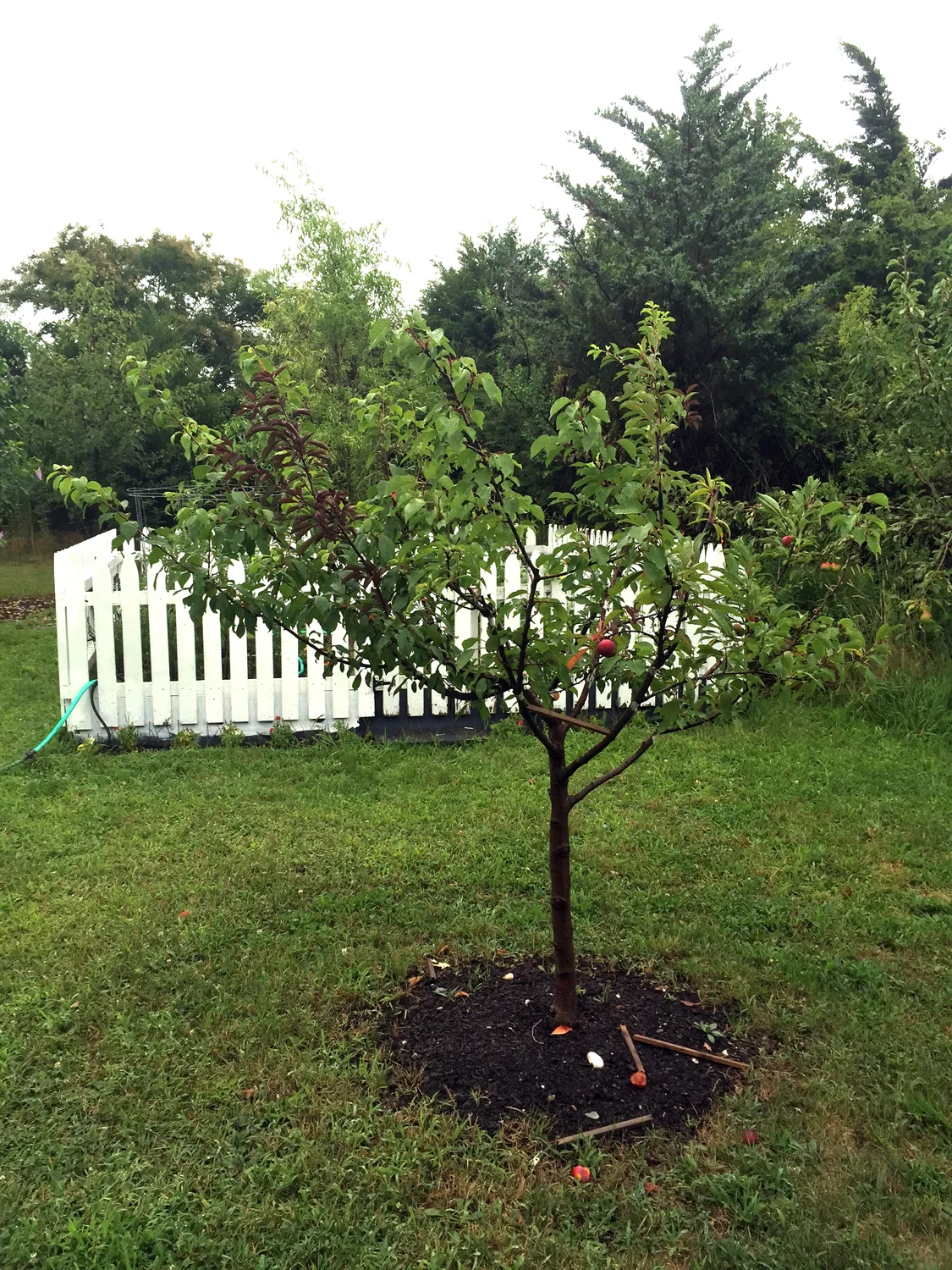 tree_115_2016sm.jpg