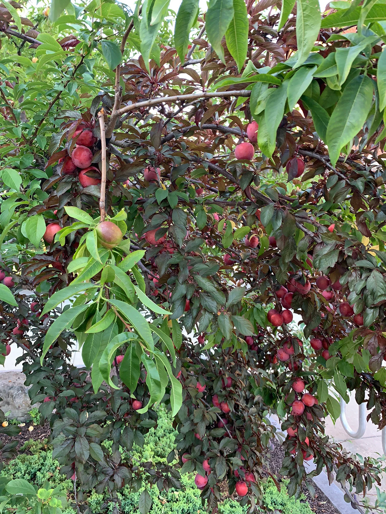 Tree 75 Summer 2019-5.jpg