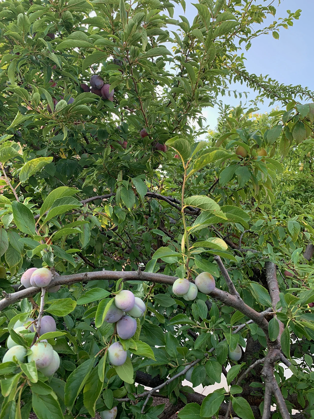 Tree 75 Summer 2019-6.jpg