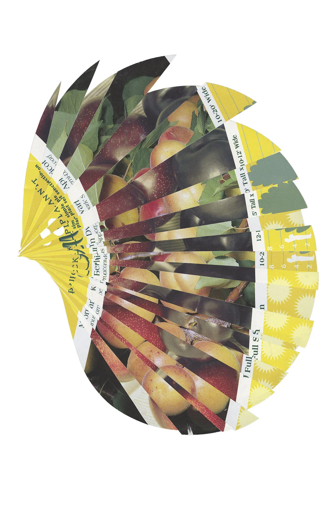 Beauty-Moorpark (Plum-Apricot) (22x34).jpg