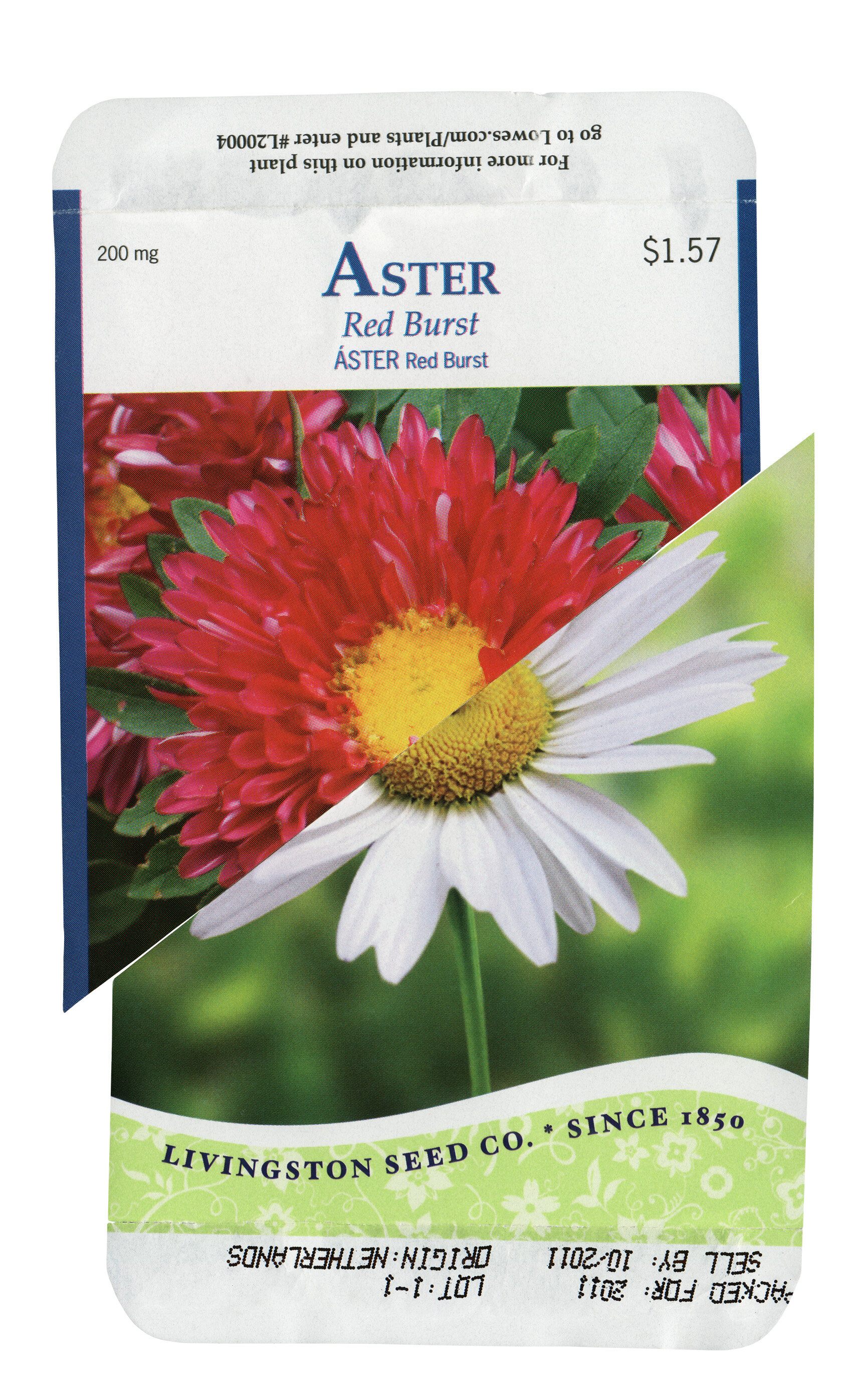aster-daisy-r.jpg