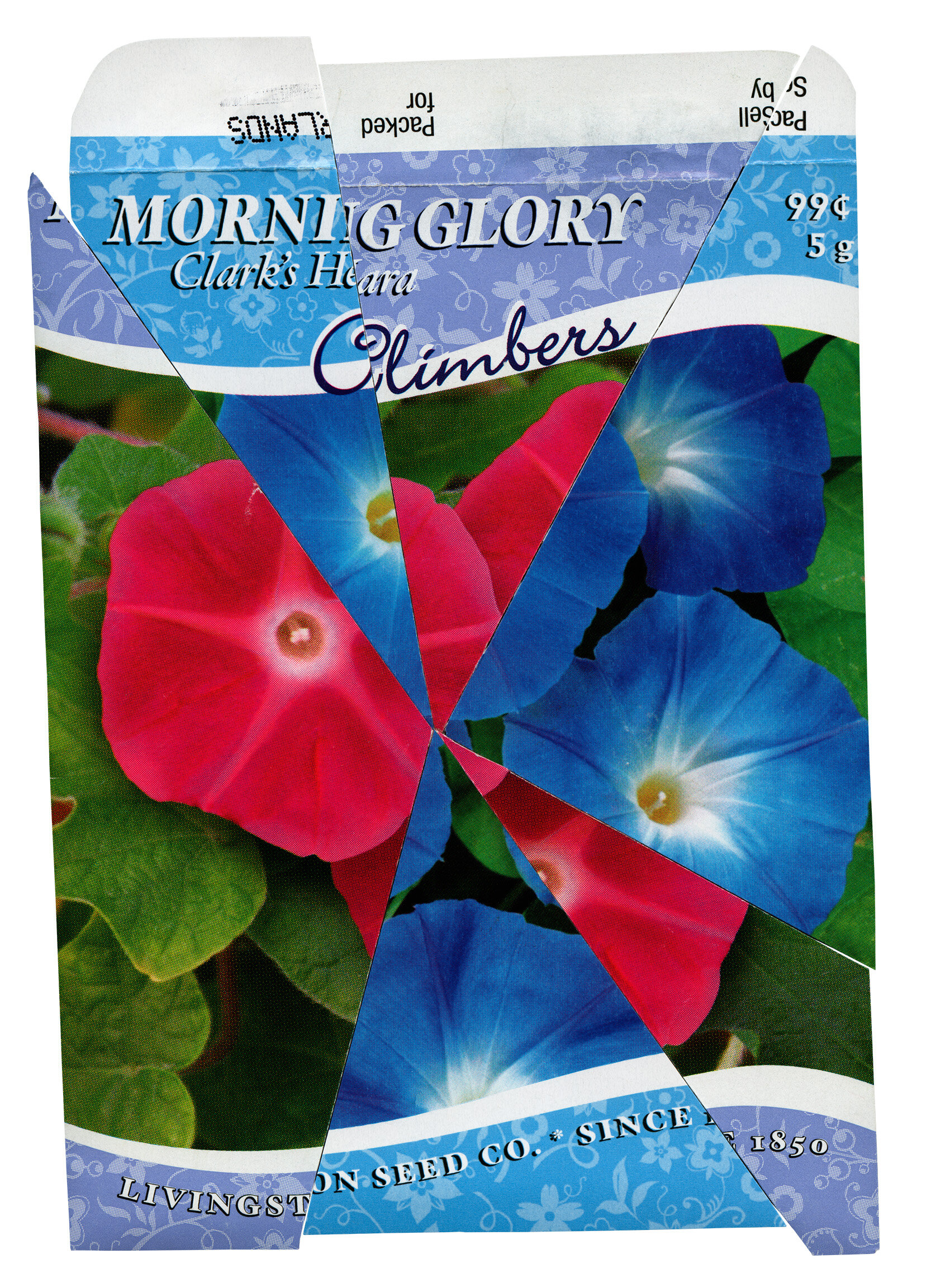 blue & red morning glory-r.jpg