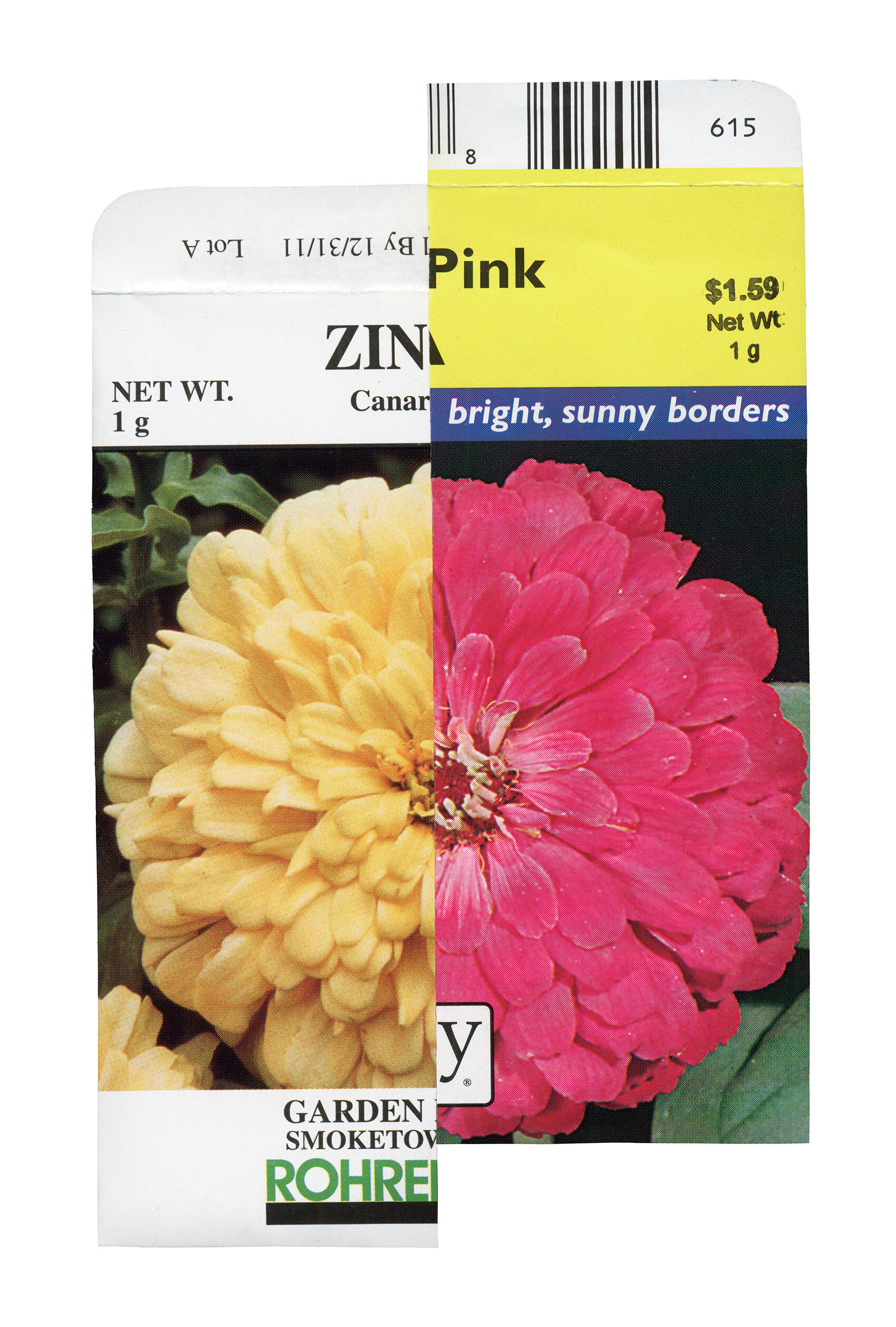 Zinnia-Zinnia x6 24x36-r.jpg