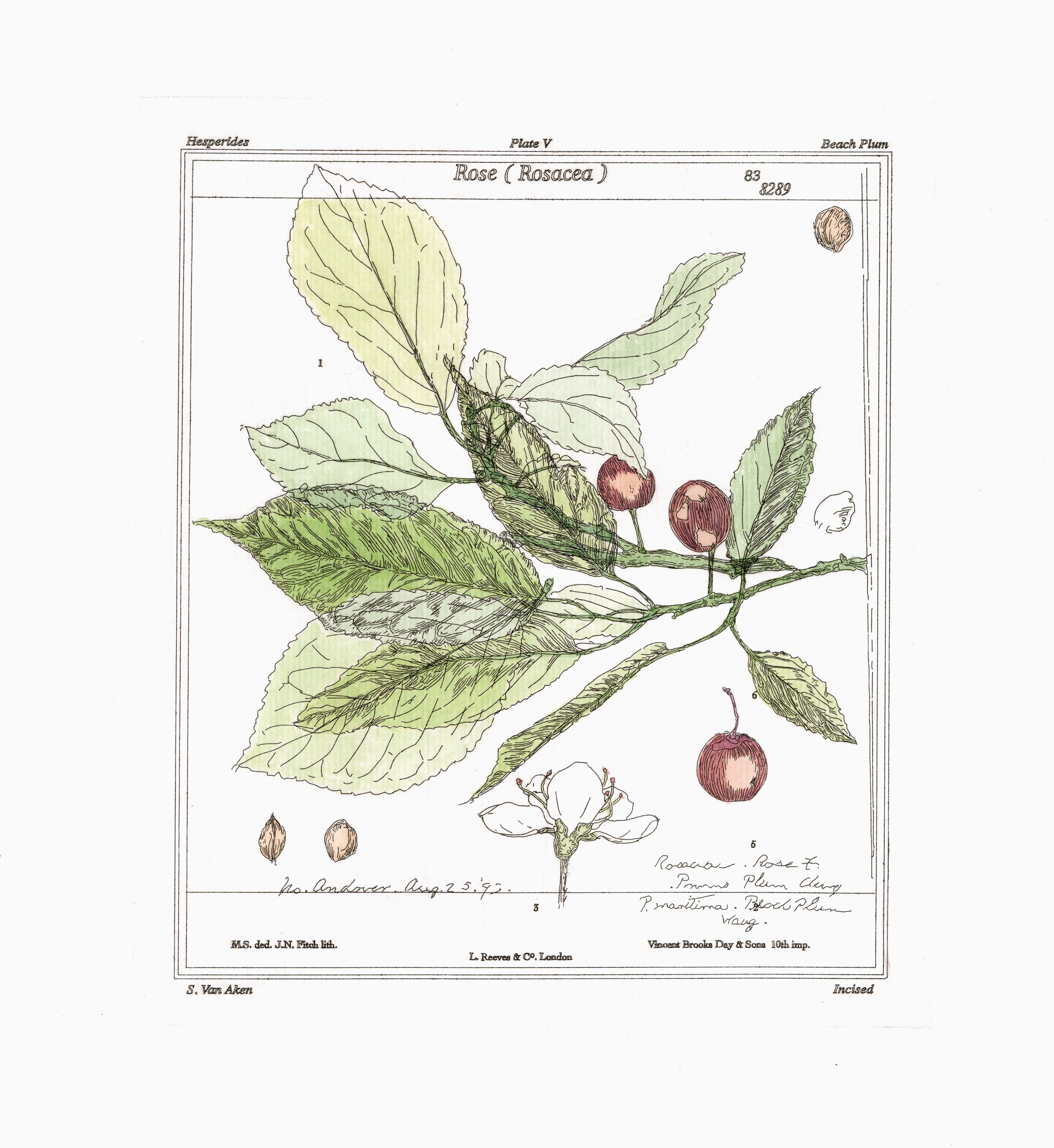 Beach Plum-Handcoloring 01 copy.jpg