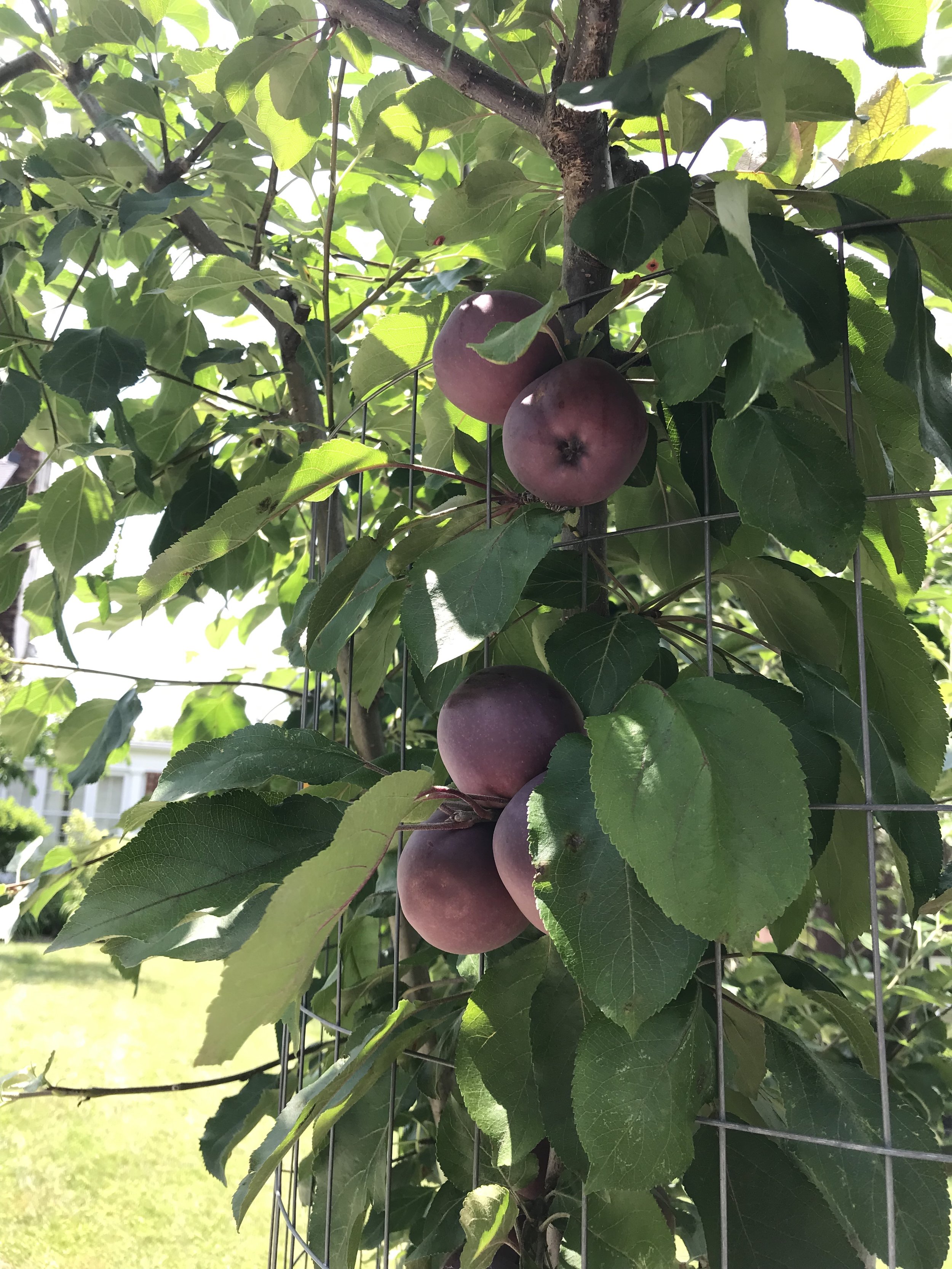 Tree of 40 Fruit-5-Melissa Neff .jpg