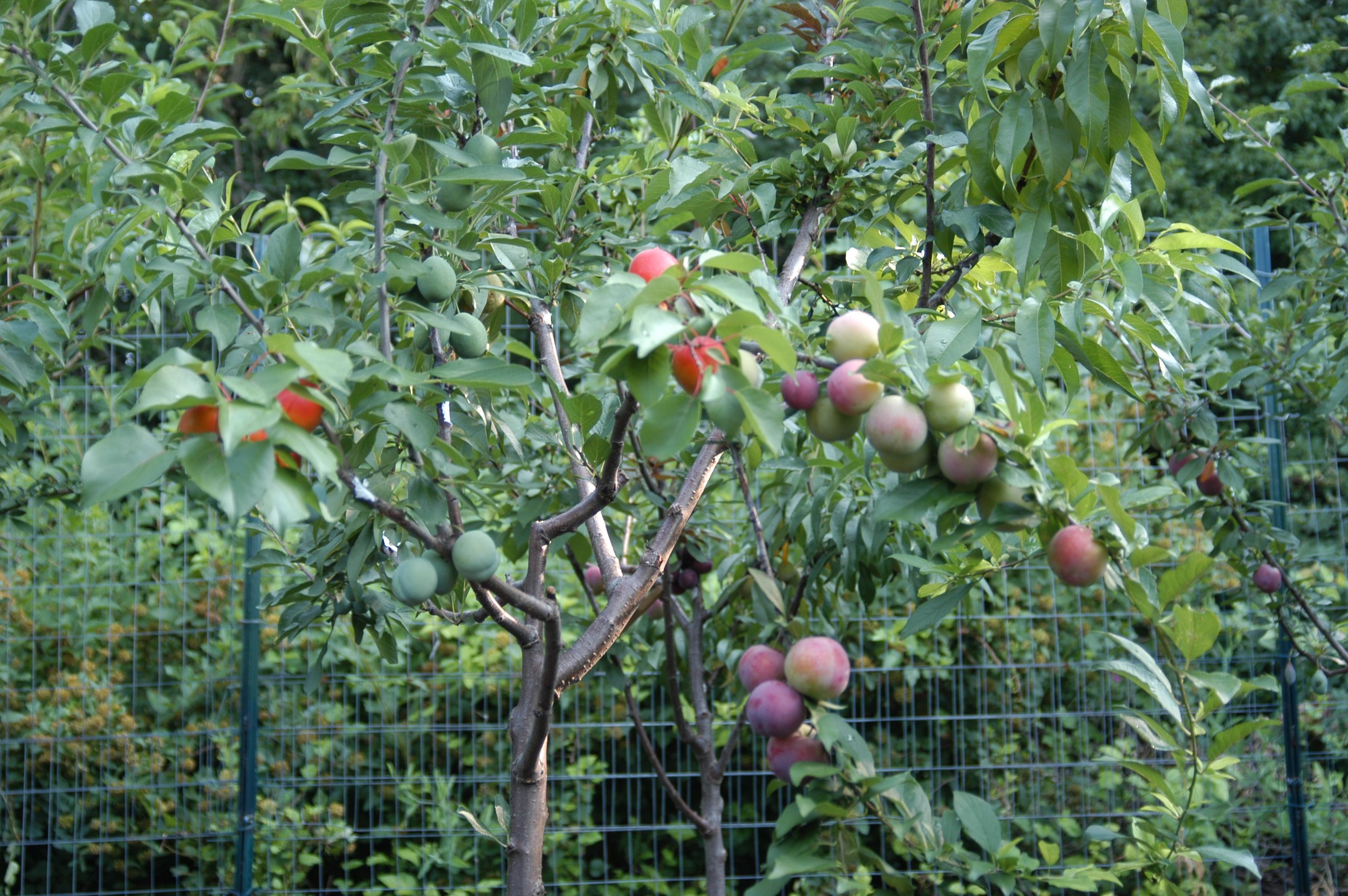 Tree of 40 Fruit-16-Sam Van Aken.JPG