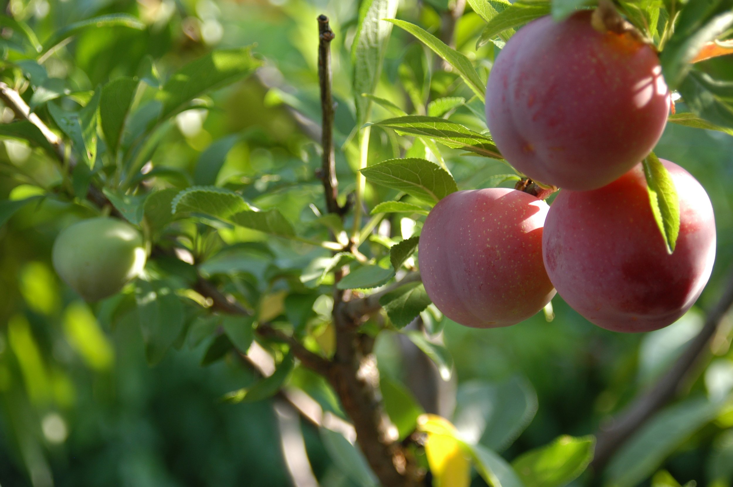 Tree of 40 Fruit-21-Sam Van Aken.JPG