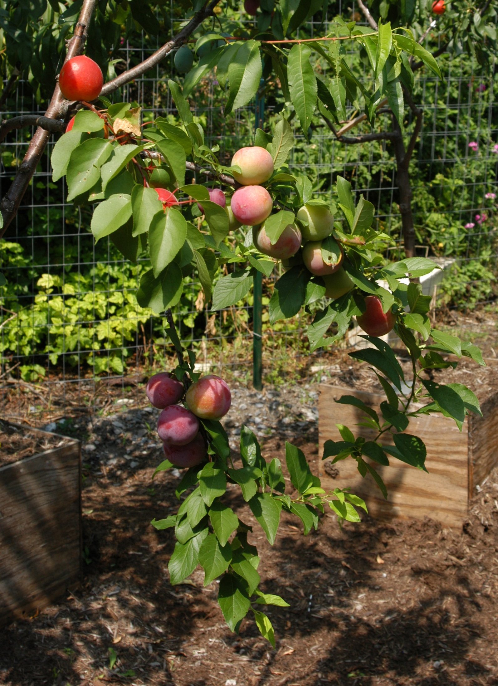 Tree of 40 Fruit-23-Sam Van Aken.JPG