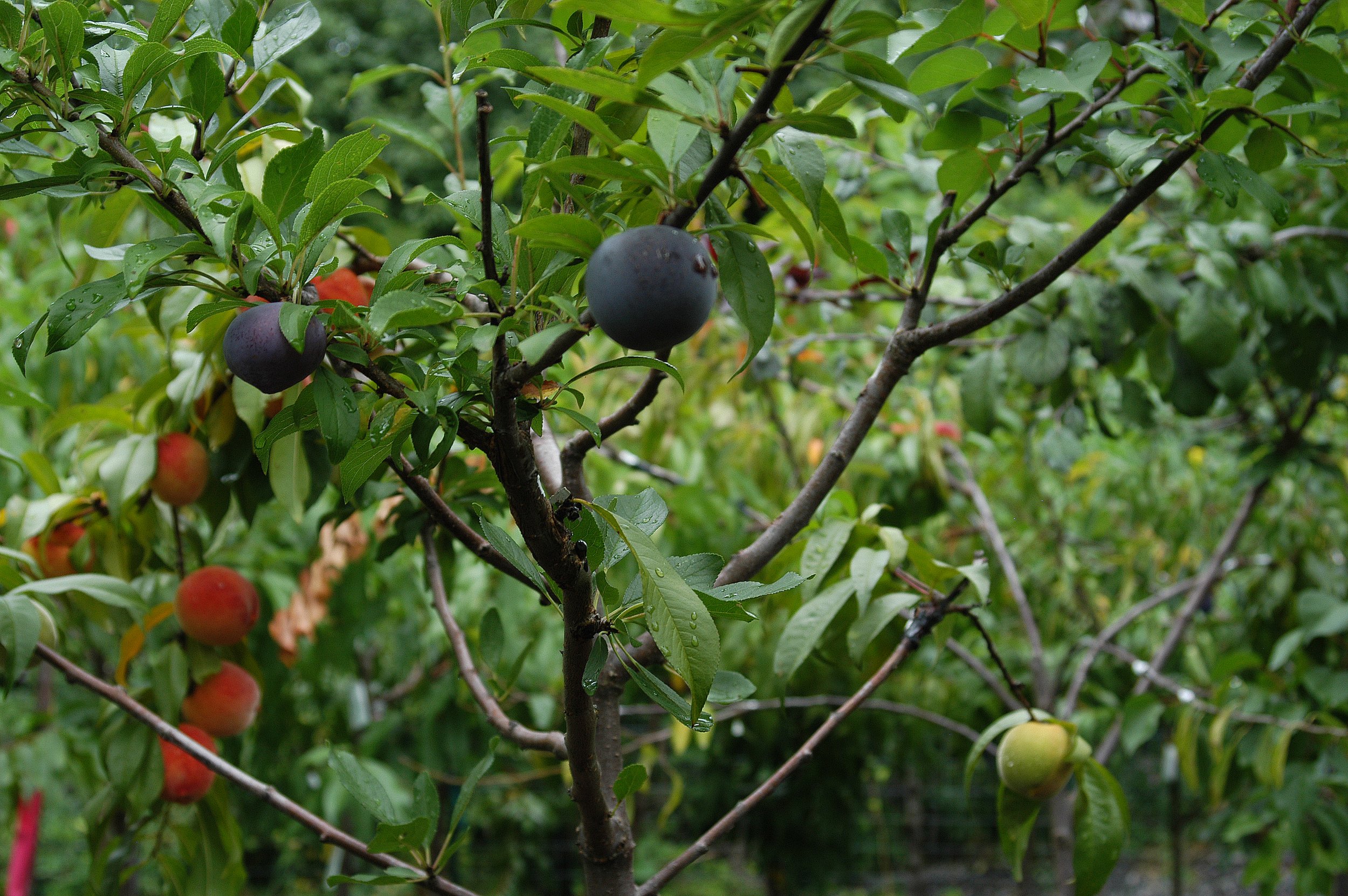 Tree of 40 Fruit-22-Sam Van Aken.JPG