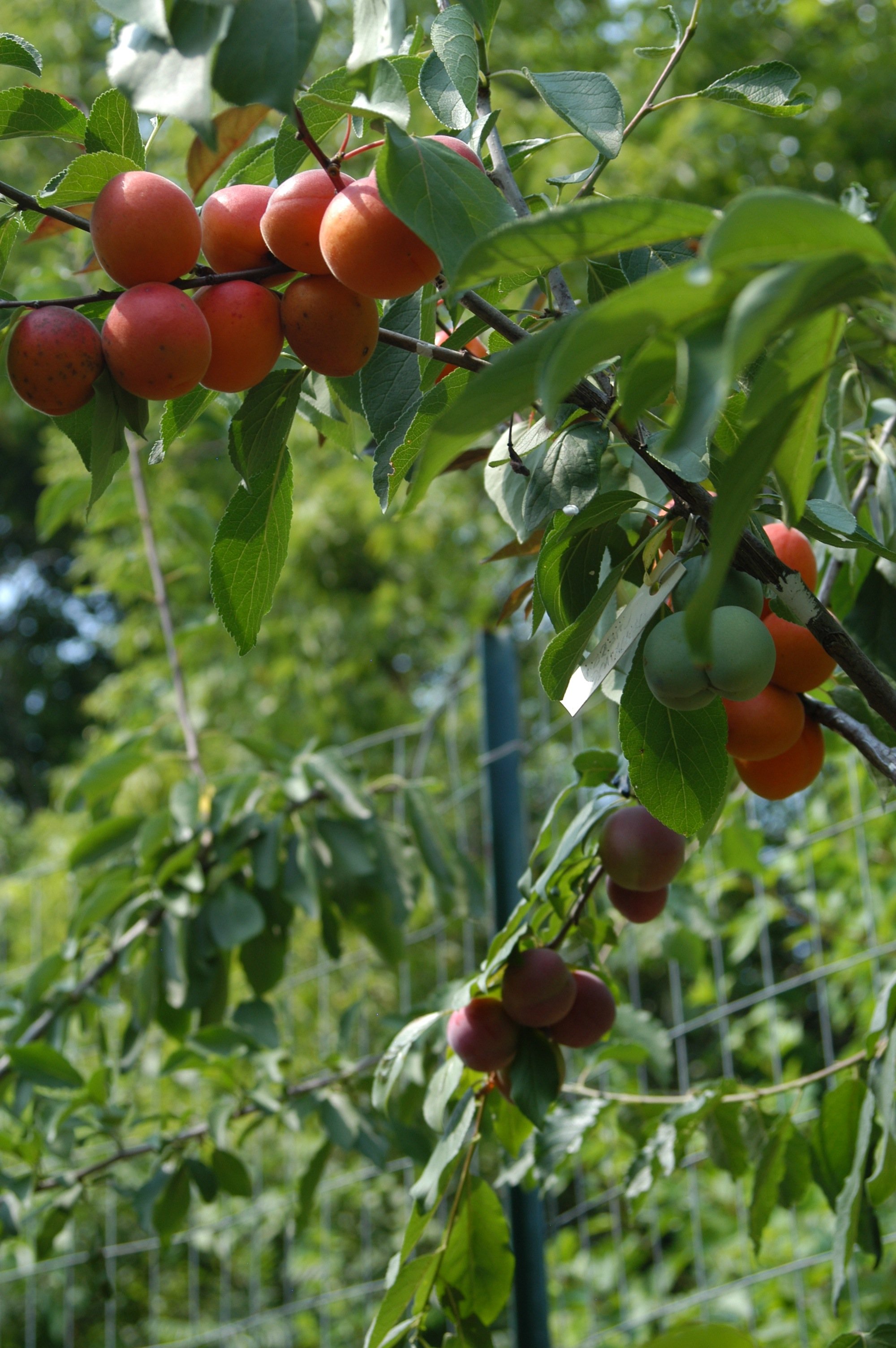 Tree of 40 Fruit-26-Sam Van Aken.JPG