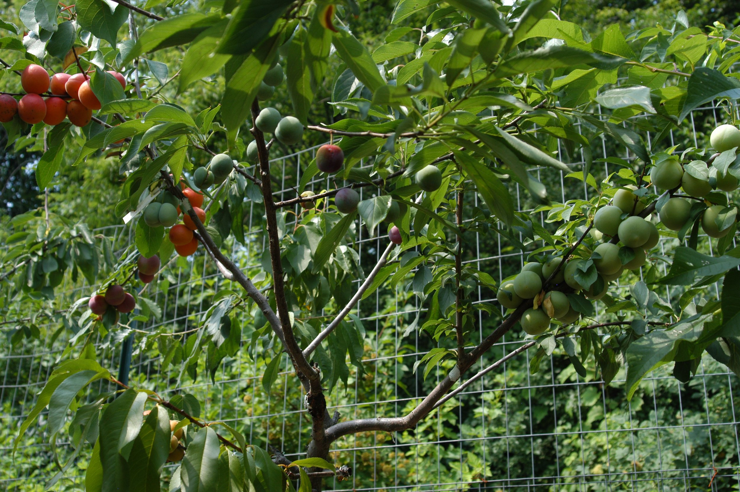 Tree of 40 Fruit-27-Sam Van Aken.JPG