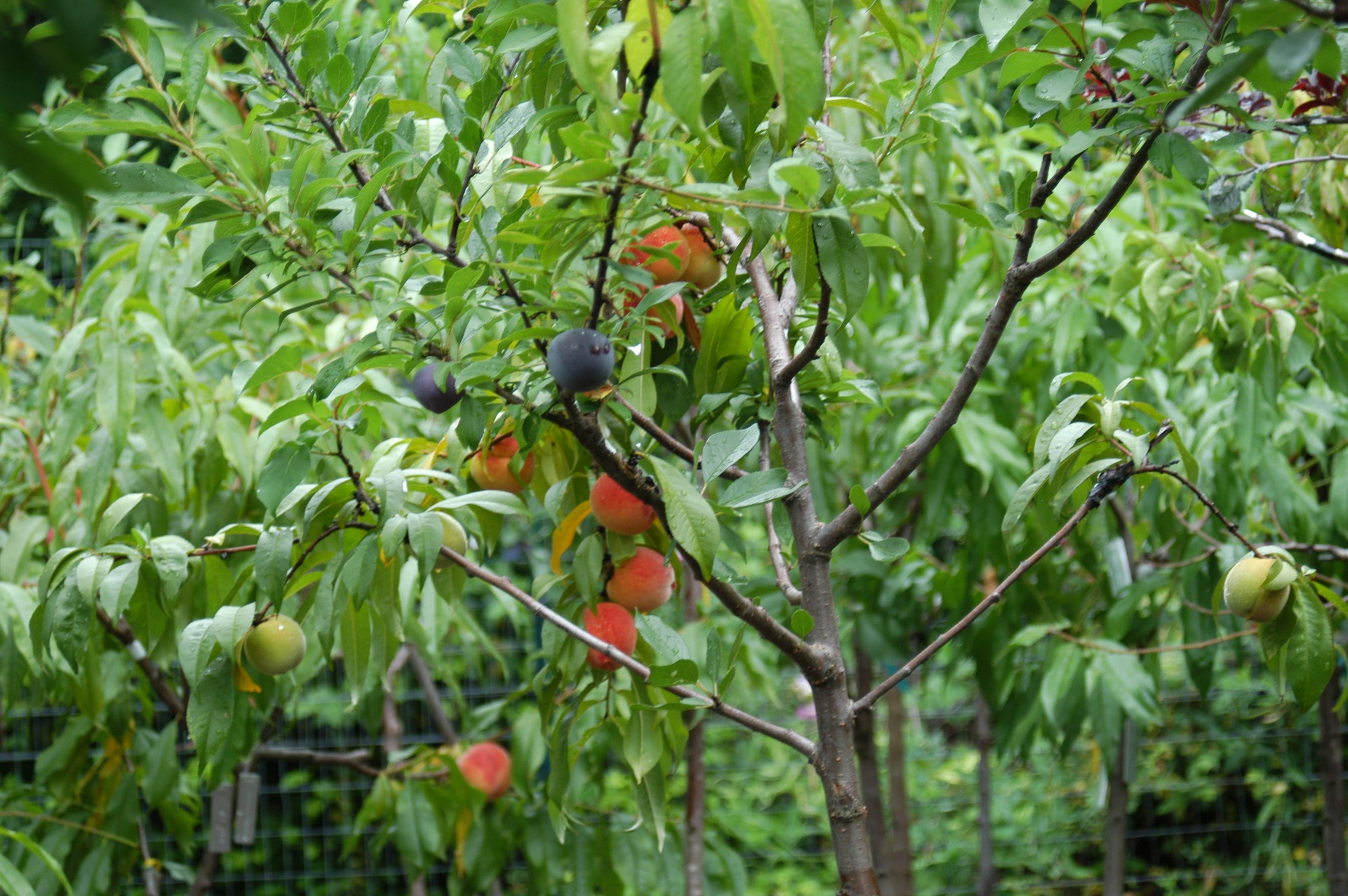 Tree of 40 Fruit-29-Sam Van Aken.JPG