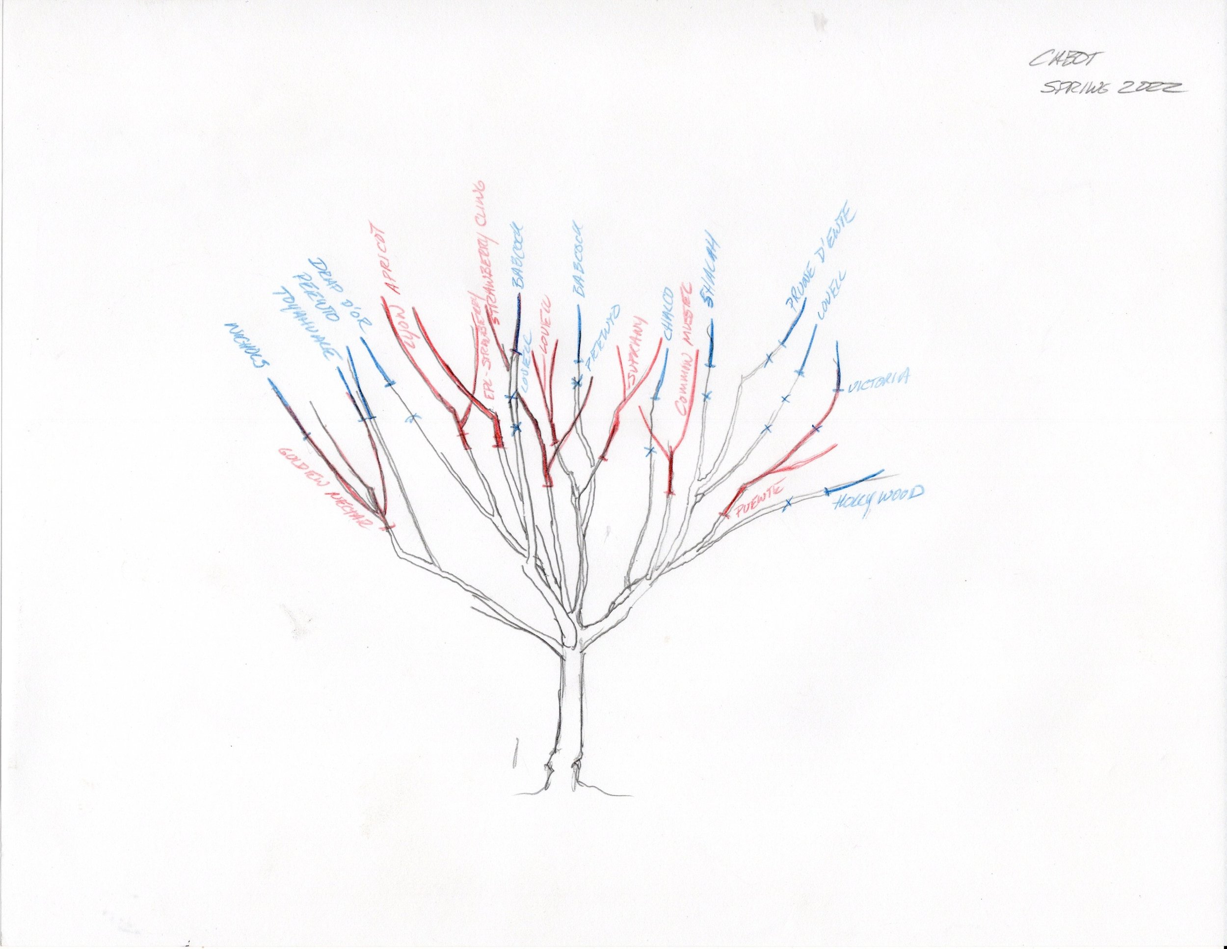 Tree+312-Cabot.jpg