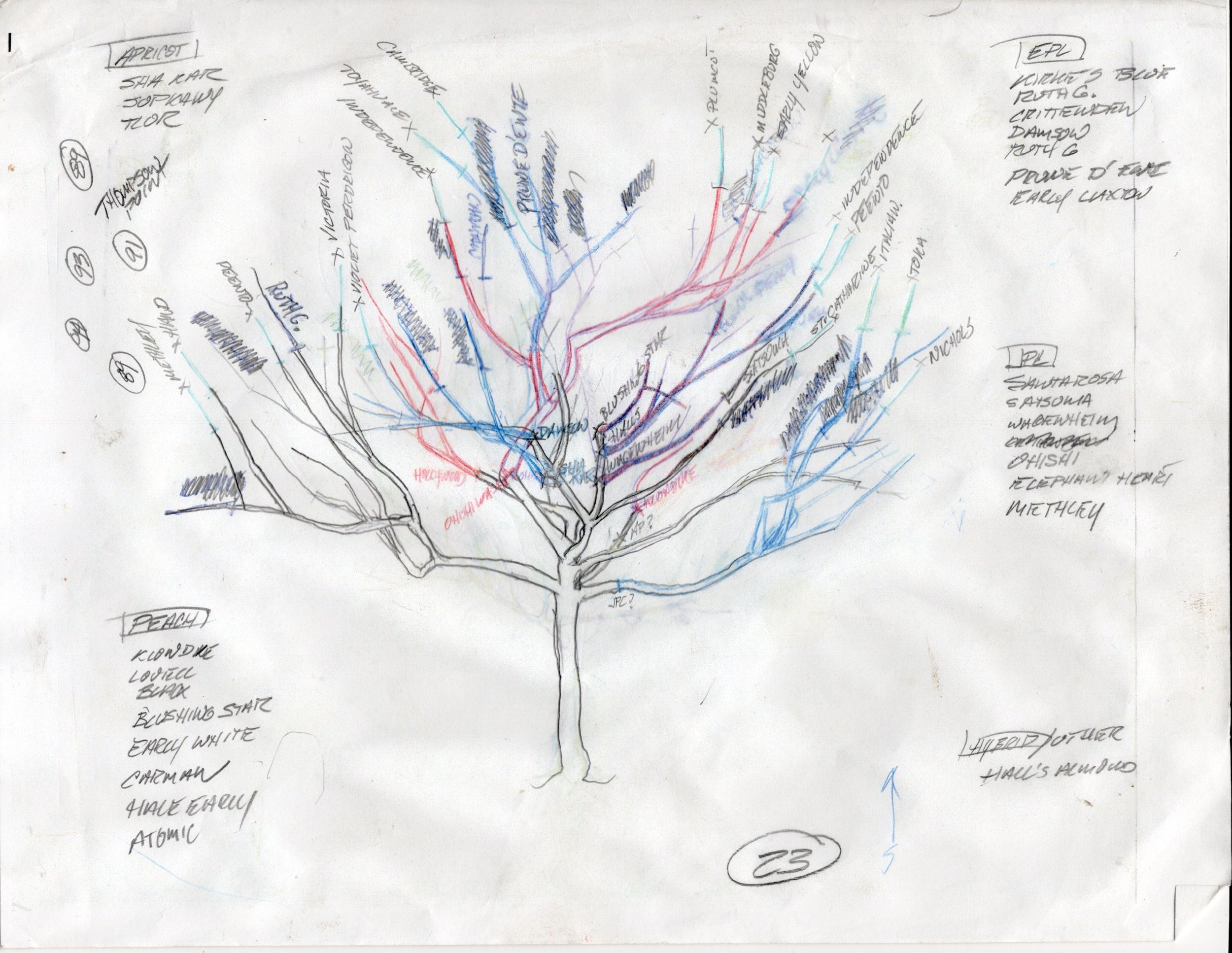 Tree+89-Thompson+Point.jpg