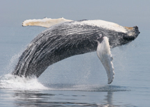 Humpback Whale Research