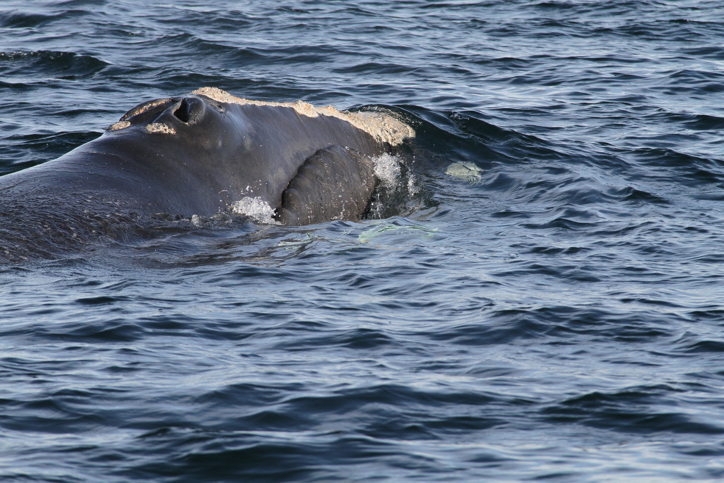 Right Whale Ecology