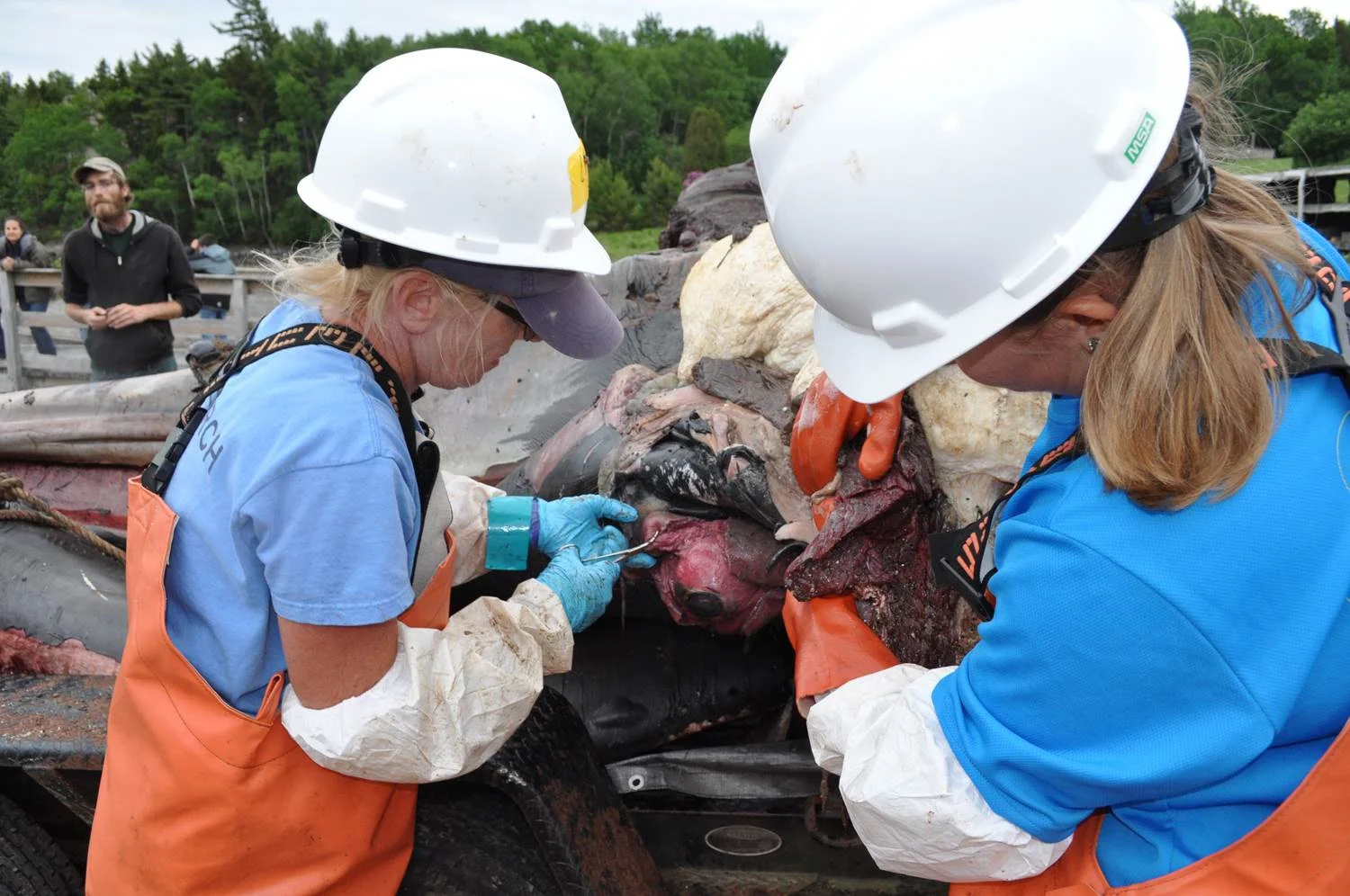 EYES PRESERVED FOR AGEING STUDY