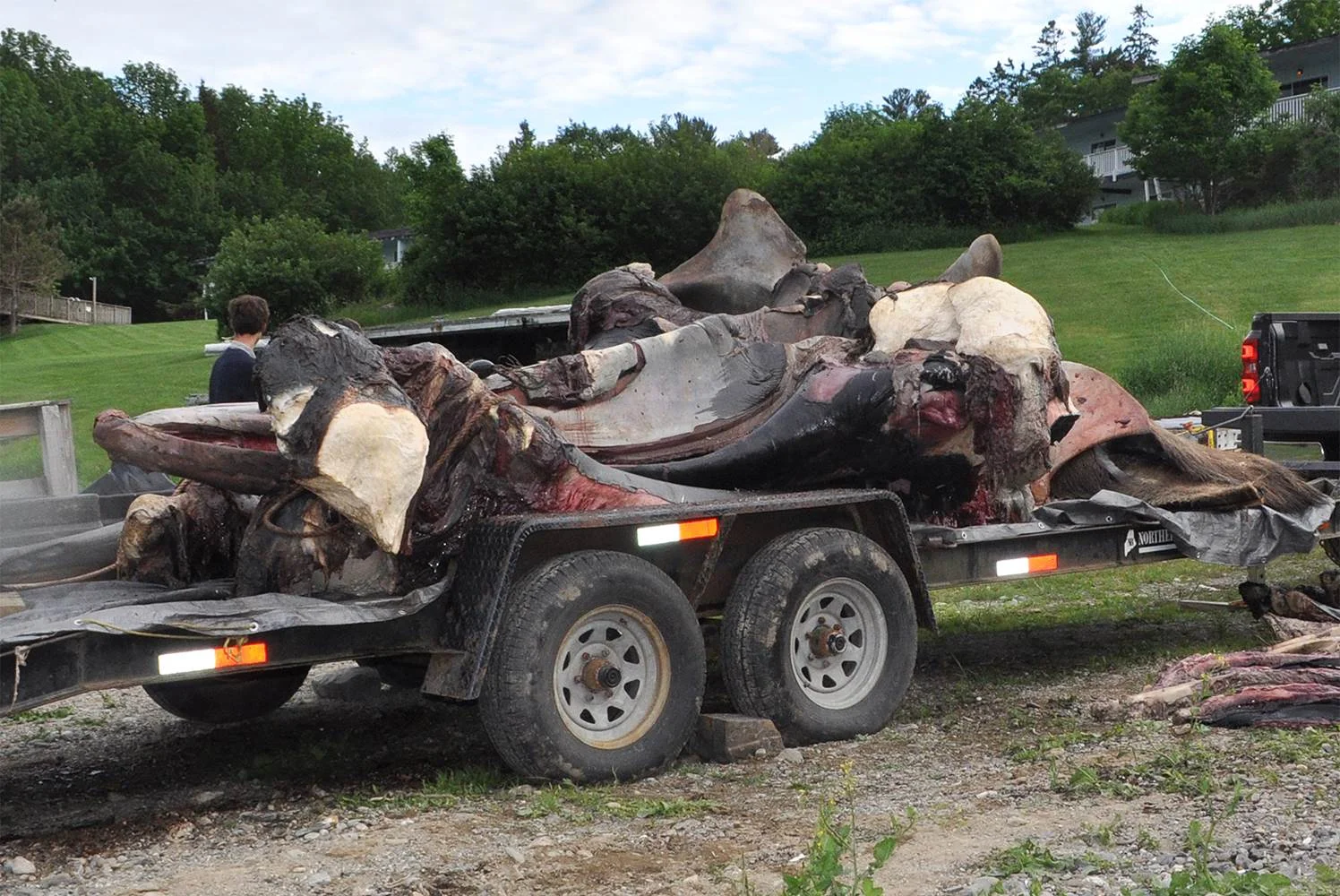 IN CONJUNCTION WITH WHALES AND NAILS HER SKELETAL REMAINS (with entanglement intact) WERE CARTED TO A LARGE COMPOST HEAP TO BEGIN THE PROCESS OF PRESERVATION AND ARTICULATION.
