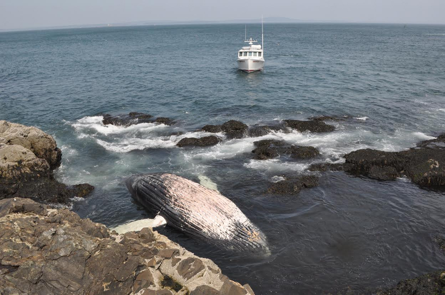SPINNAKER WASHED ASHORE DEAD IN ACADIA NATIONAL PARK IN MAINE ON JUNE 11, 2015 