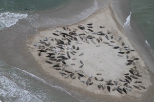 Seal Research