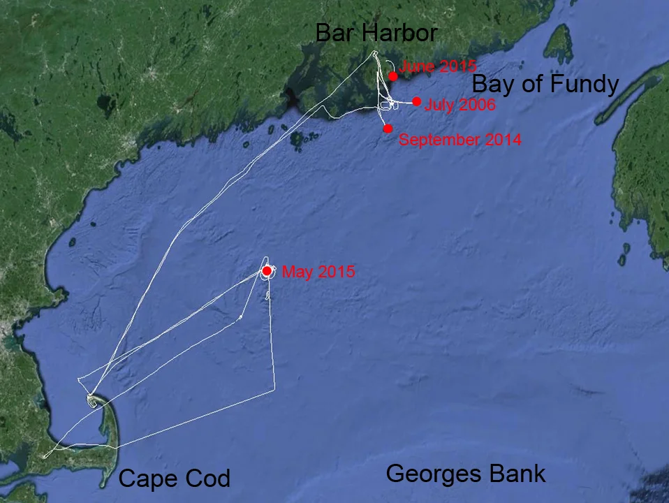 Map of entanglements and stranding of Spinnaker within the Gulf of Maine. Tracks of responses (by boat and plane) in white.