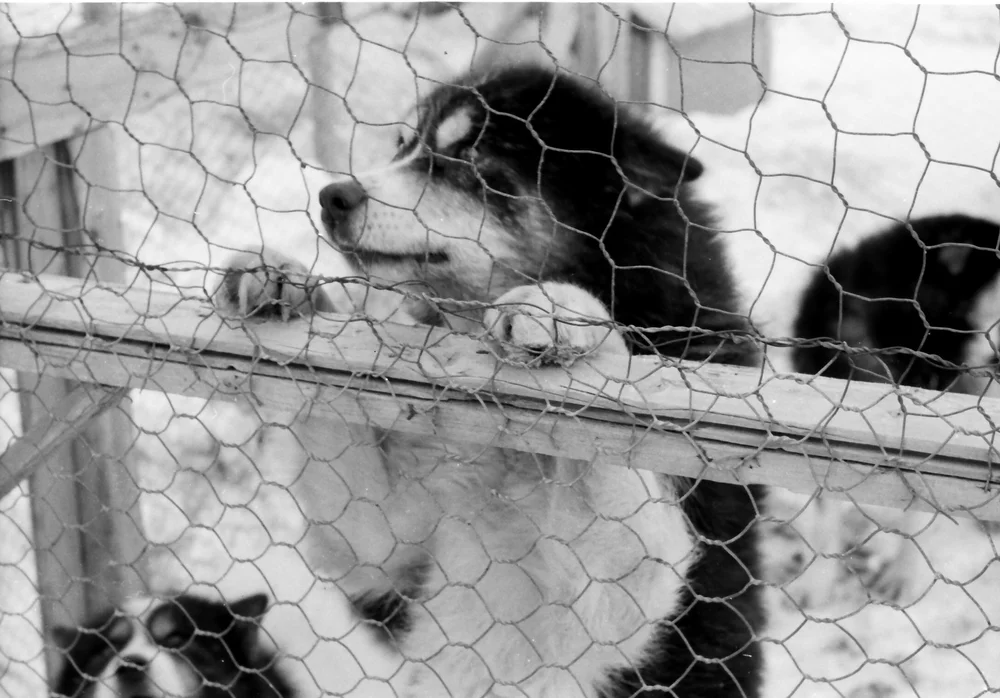 Grønlandshund i hundegården.