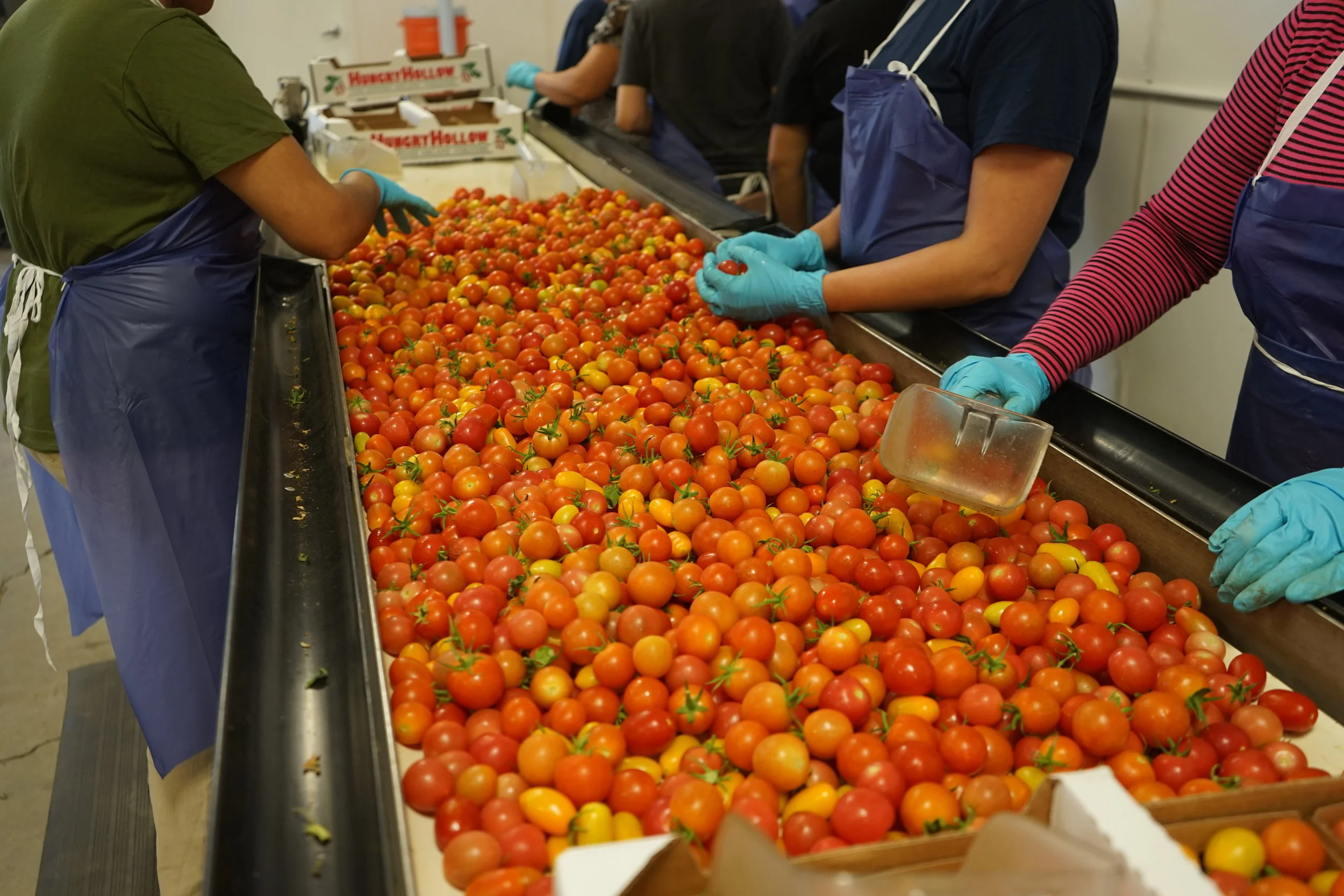 processing line.jpg