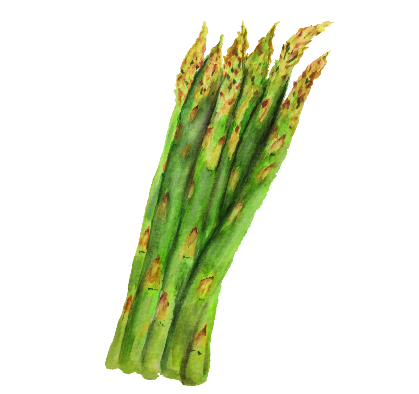 asparagus_watercolor