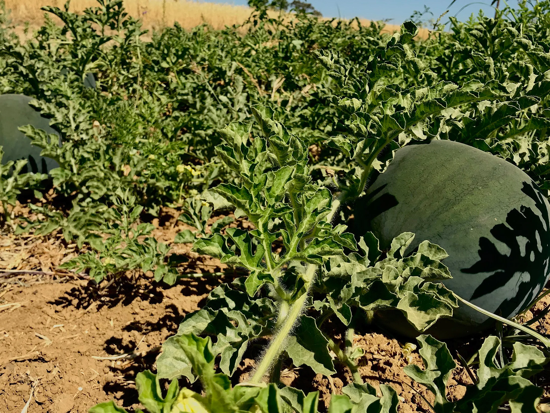 These watermelons are on their way to being ripe for the picking