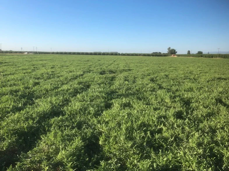 Summer Reflections on Fall Cover Crops